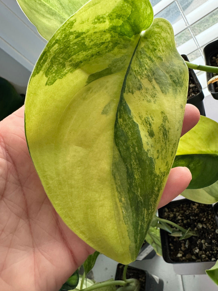 Scindapsus Collection – Beautiful, Easy-Care Vining Houseplants