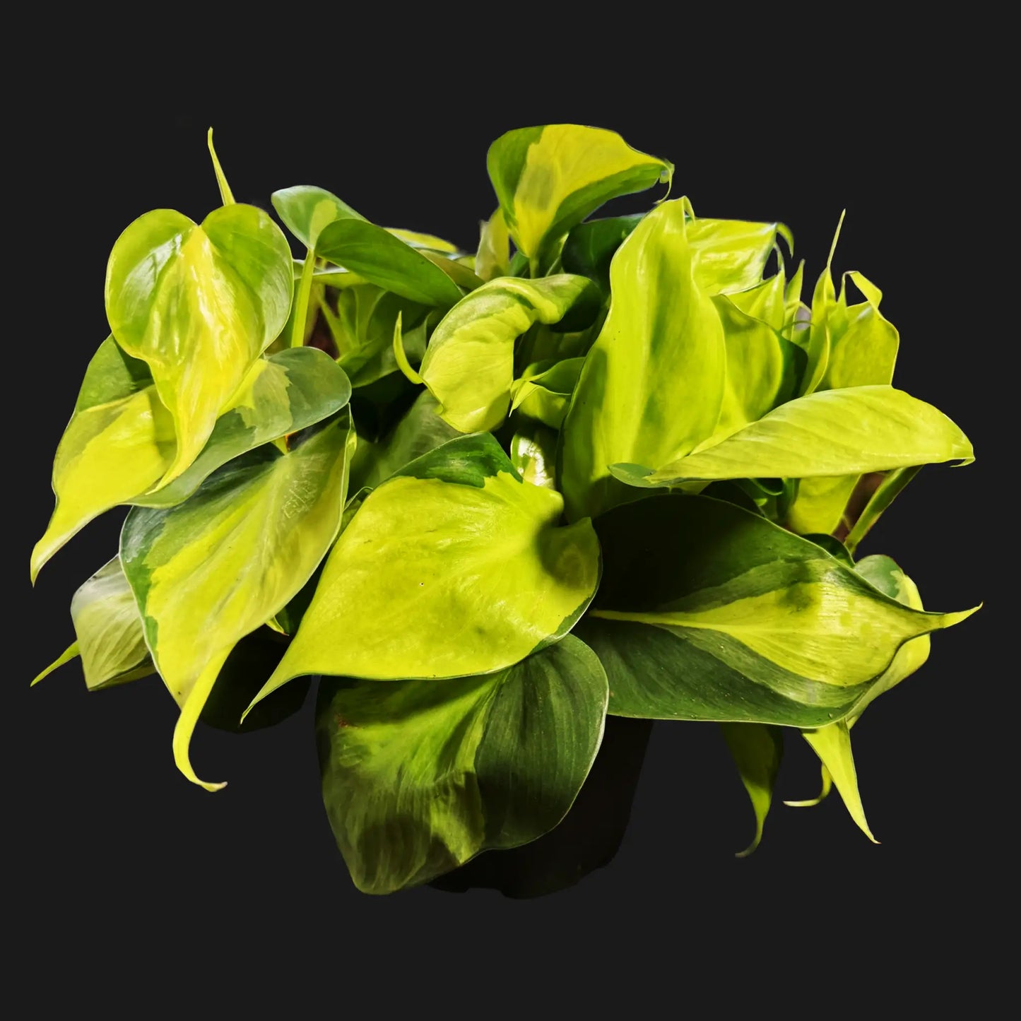 Philodendron hederaceum 'Brasil'