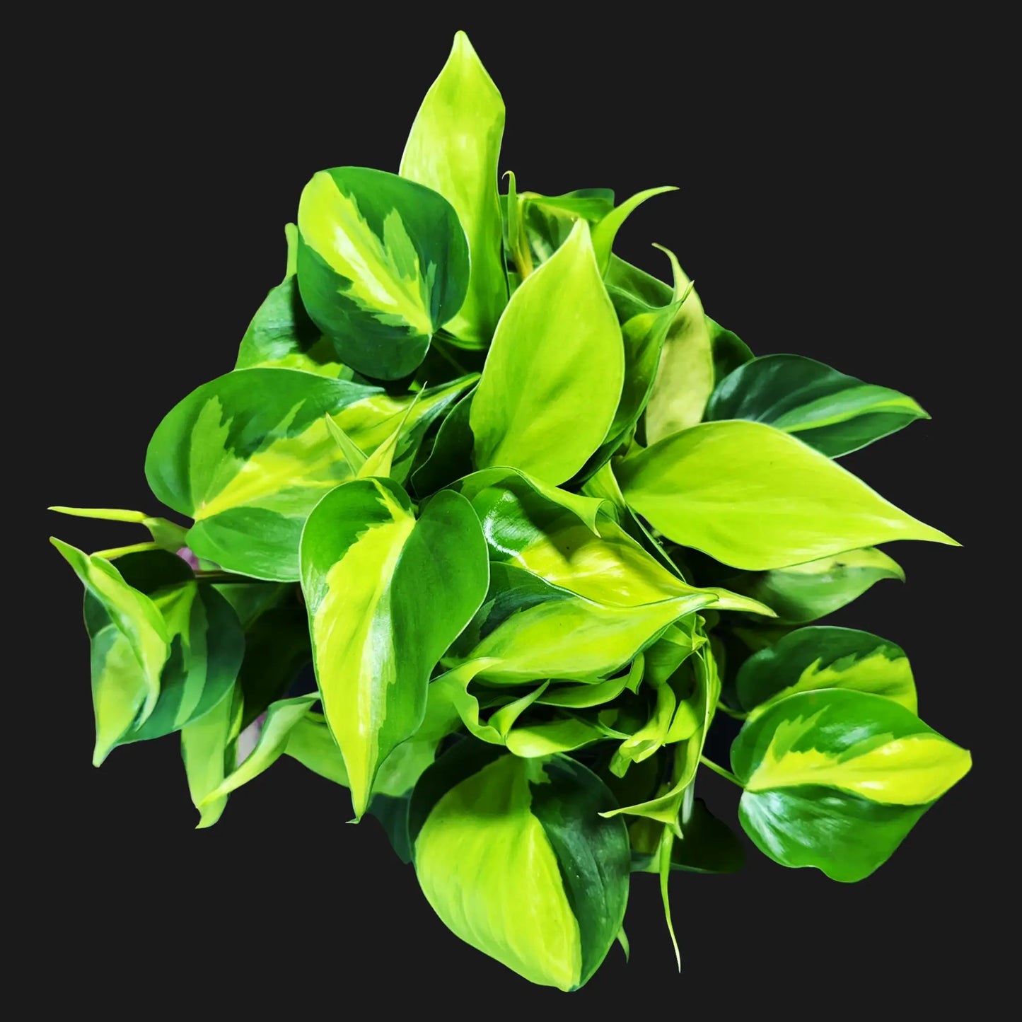 Philodendron hederaceum 'Brasil'