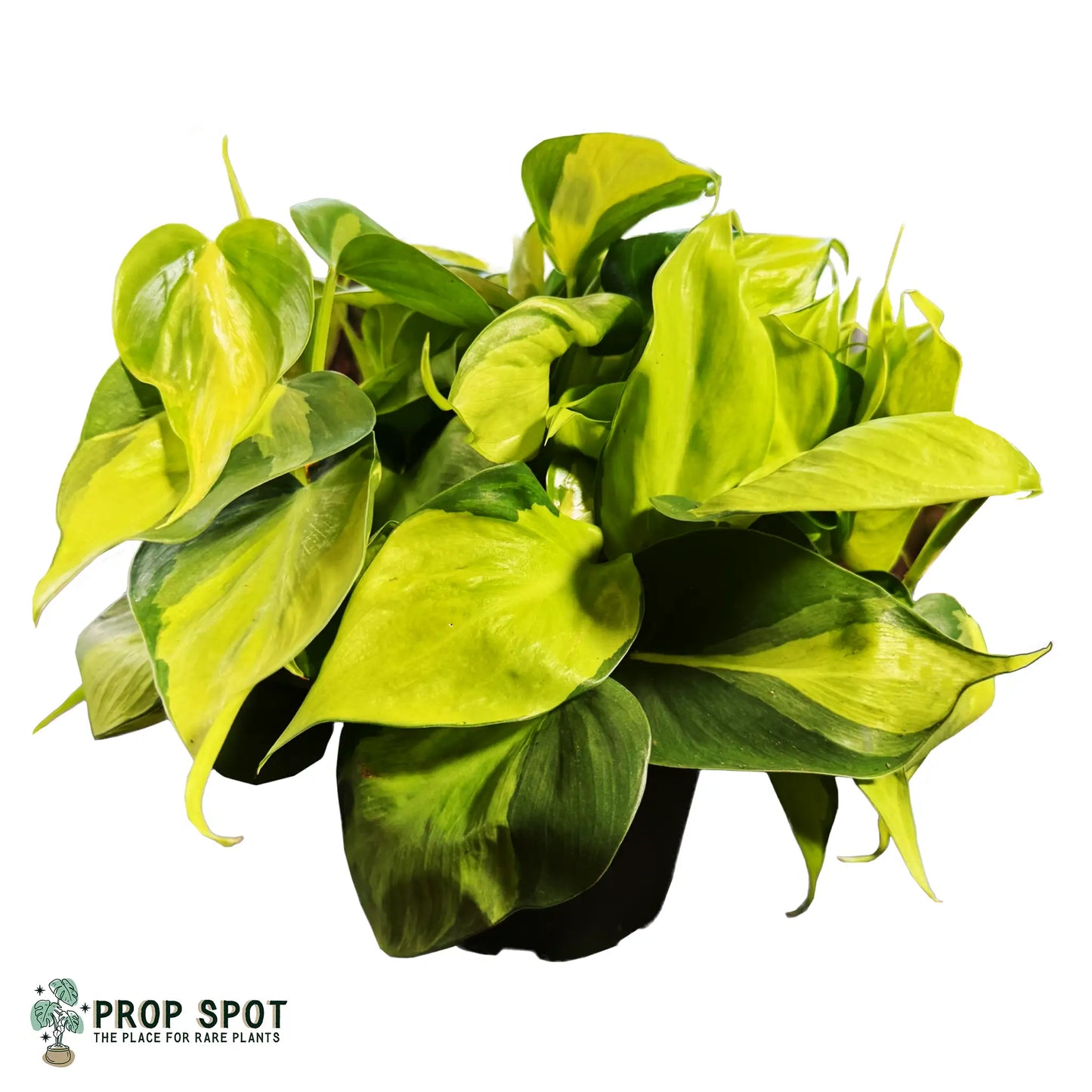 Philodendron hederaceum 'Brasil'