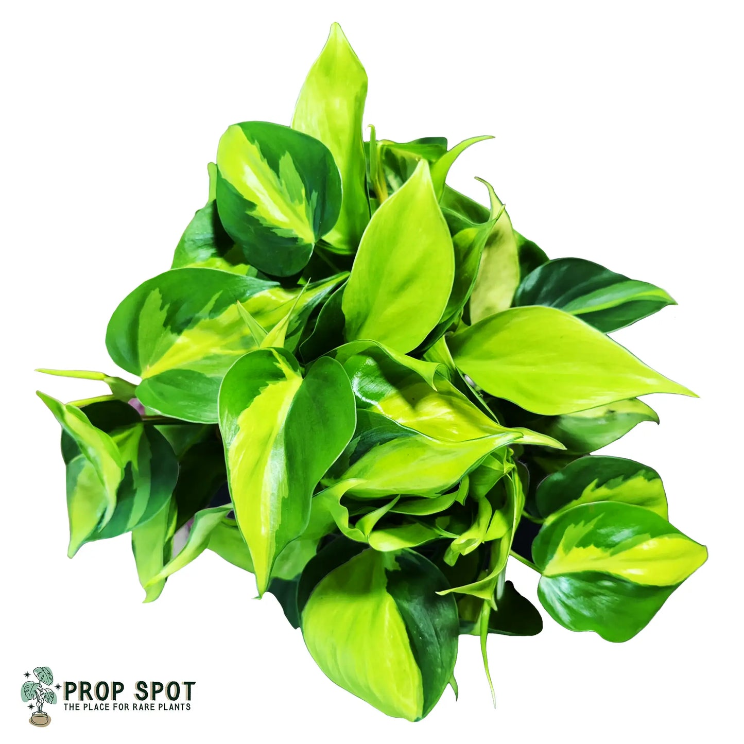 Philodendron hederaceum 'Brasil'