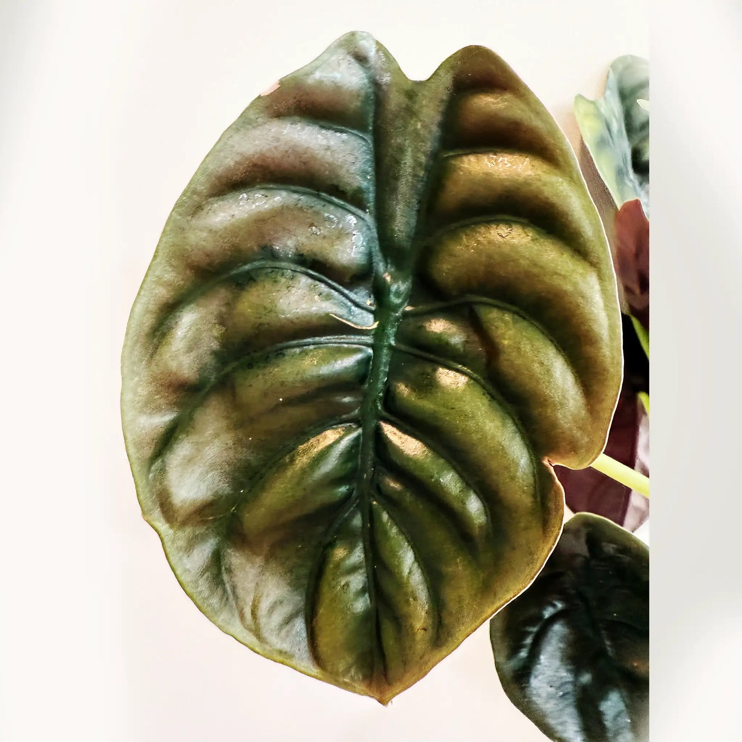 Alocasia cuprea – The Metallic Jewel of Tropical Plants