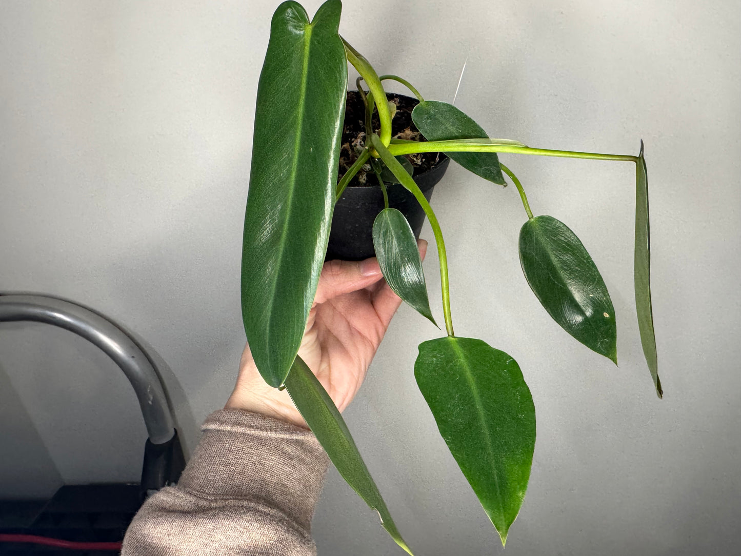 Philodendron Spiritus Sancti – Ultra Rare Aroid Holy Grail