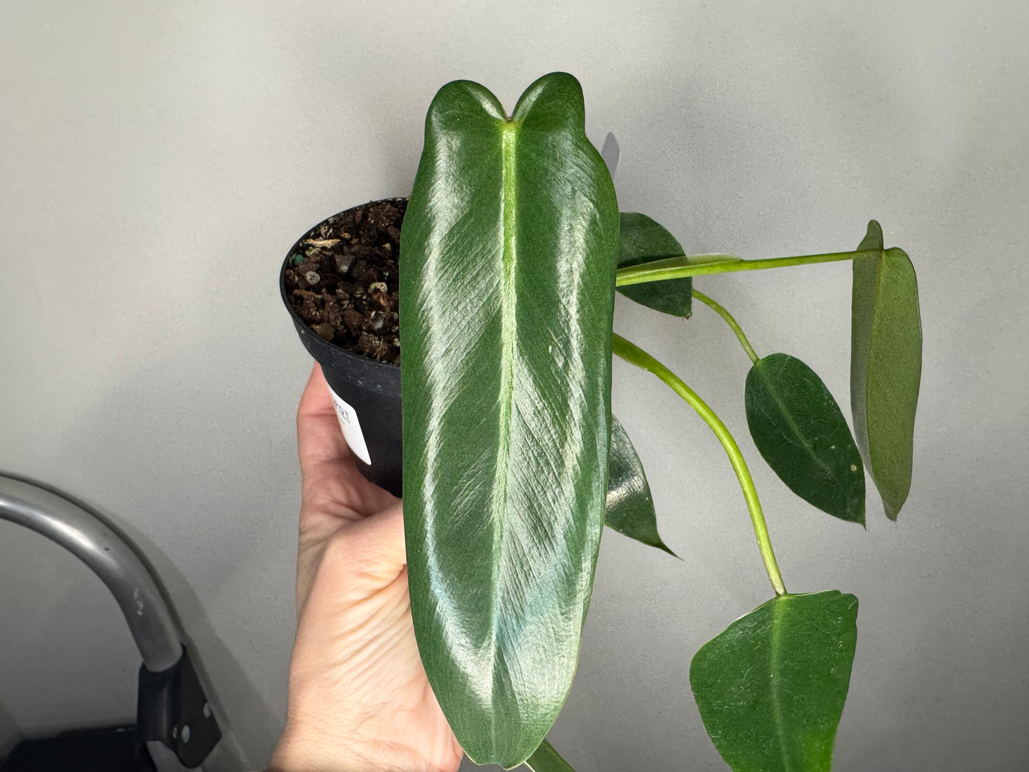 Philodendron Spiritus Sancti – Ultra Rare Aroid Holy Grail
