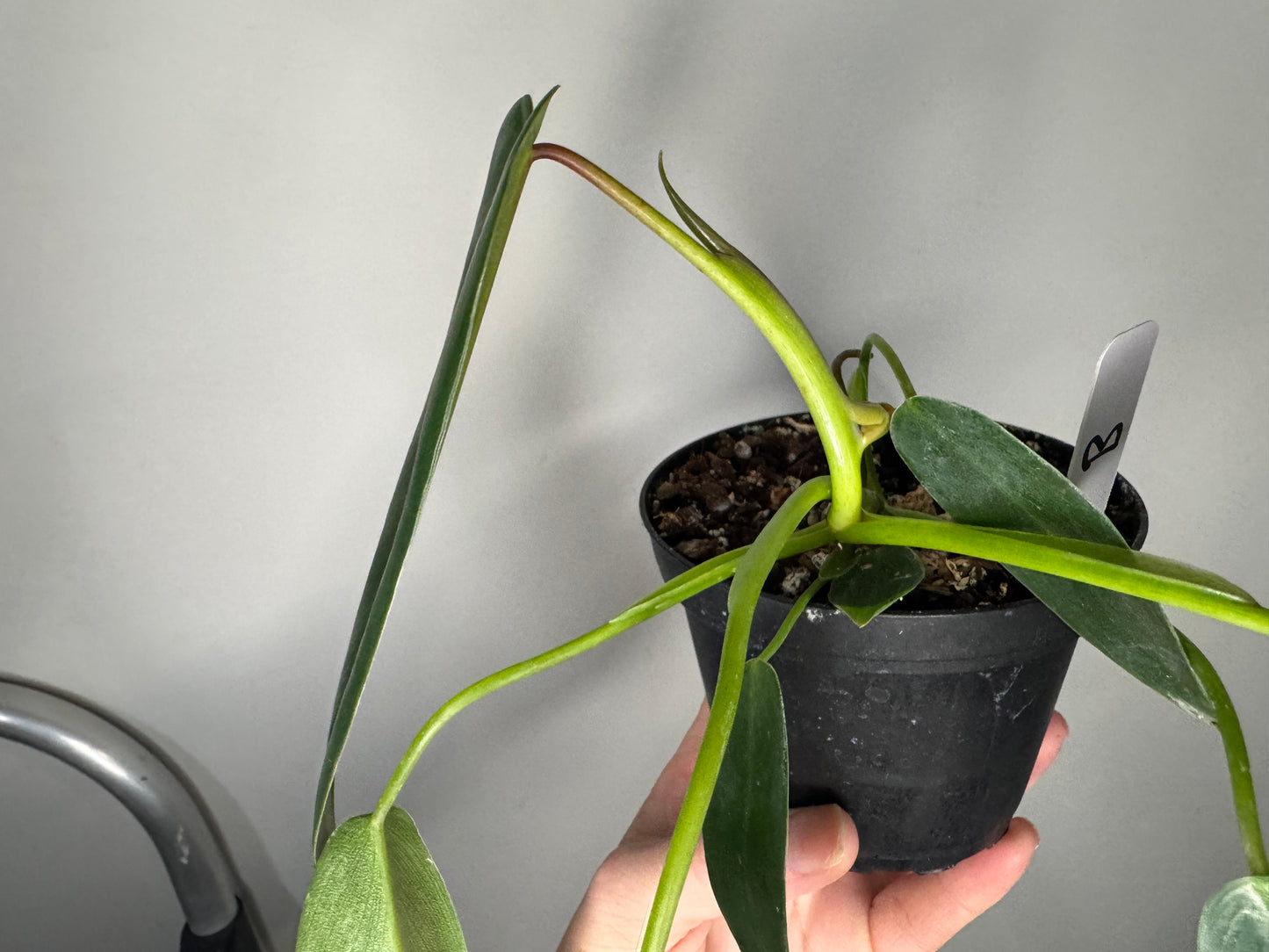 Philodendron Spiritus Sancti – Ultra Rare Aroid Holy Grail