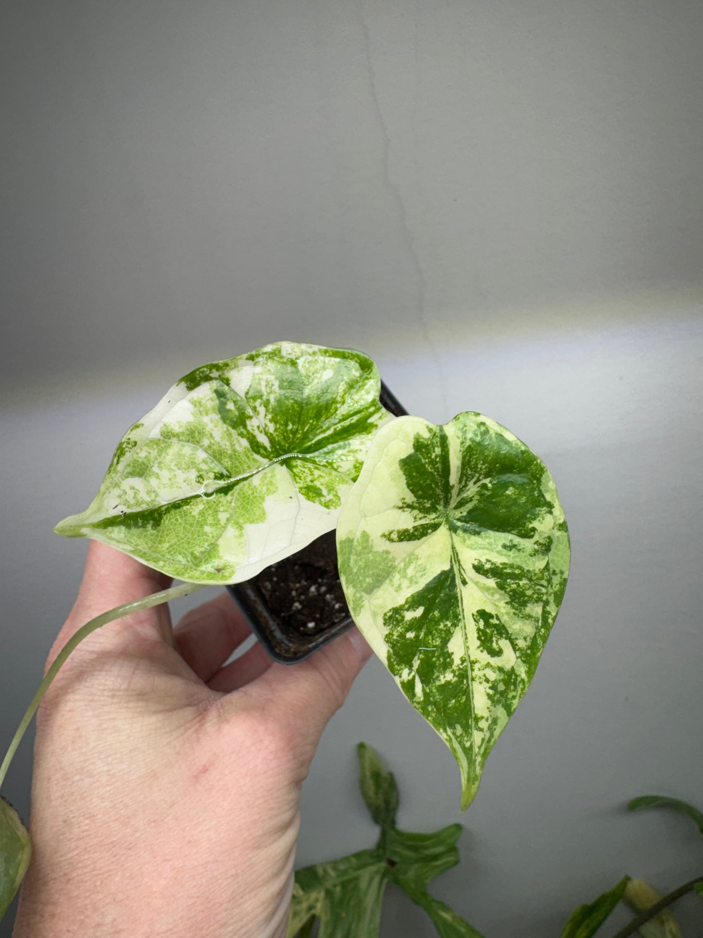 Alocasia Dragon Scale Albo Variegated