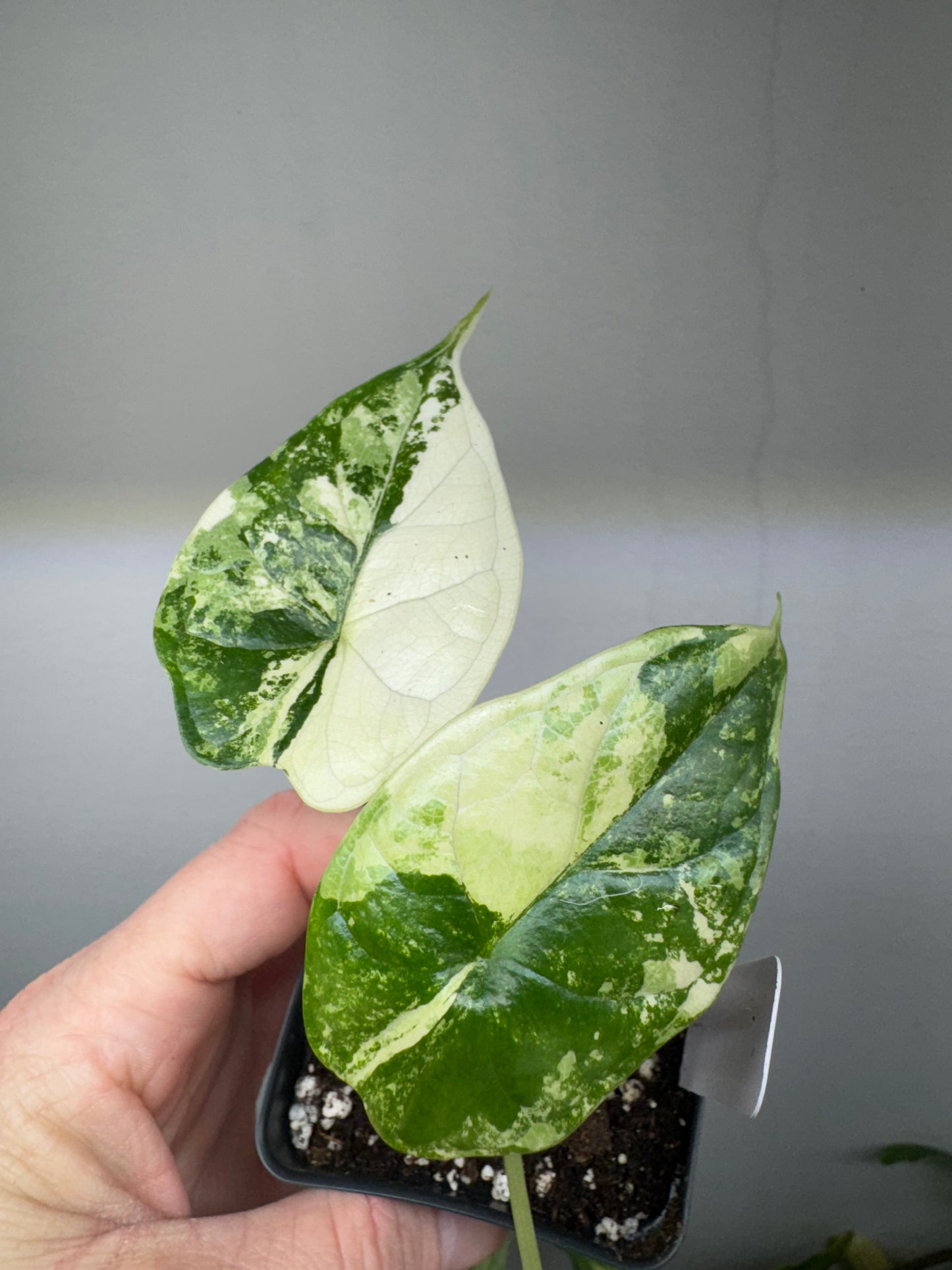 Alocasia Dragon Scale Albo Variegated