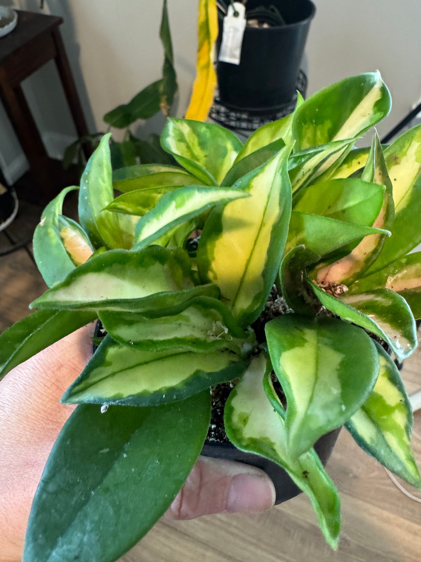 Hoya 'Tricolor' Krimson Princess โ Variegated Wax Plant with Vining Charm