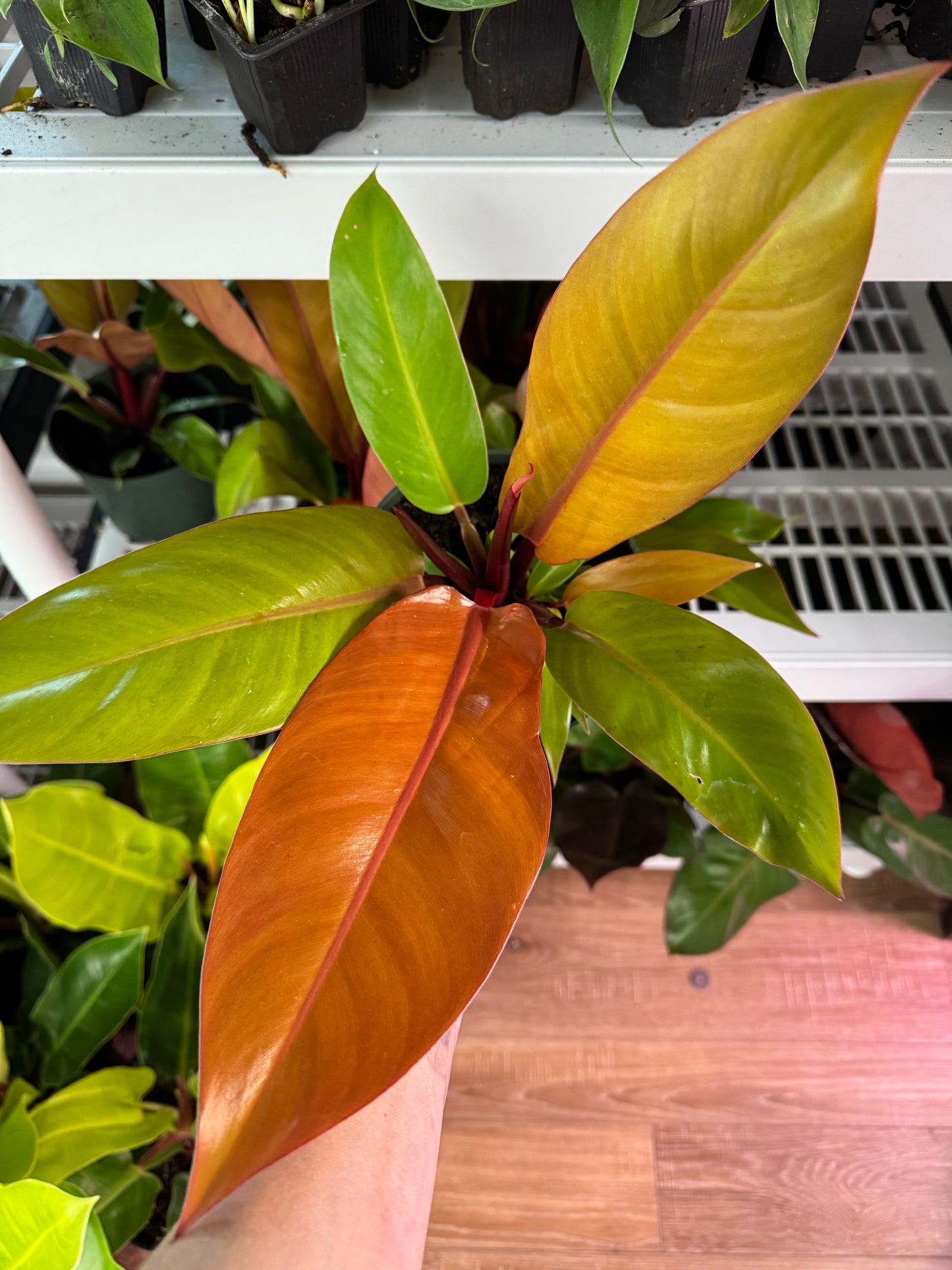 hilodendron Prince of Orange – Bold Foliage with a Regal Pop of Color