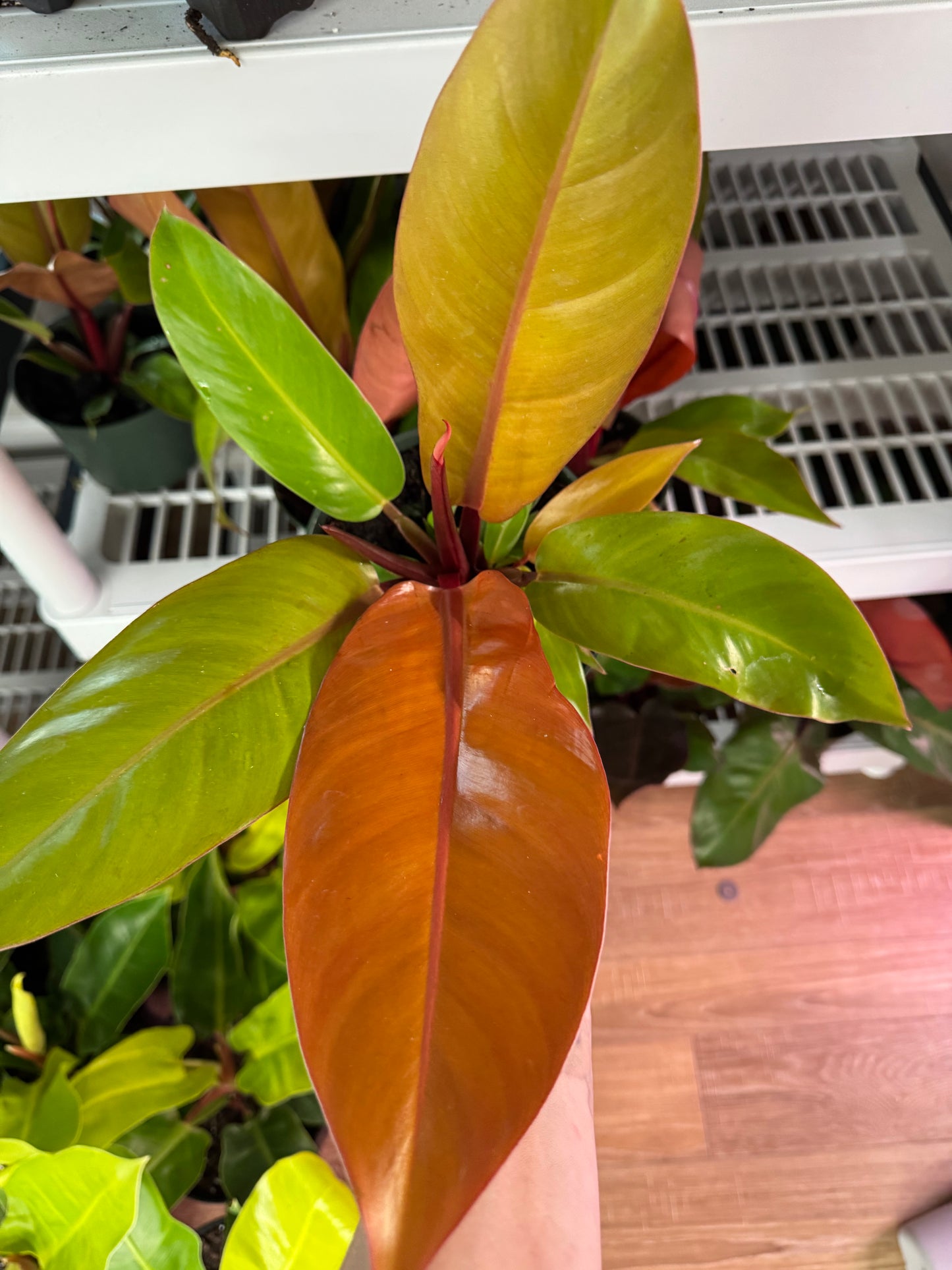 hilodendron Prince of Orange – Bold Foliage with a Regal Pop of Color