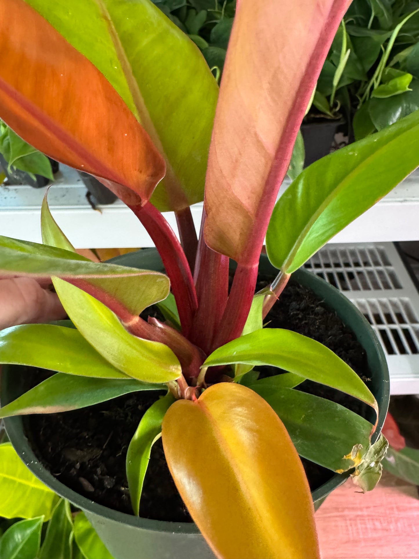 hilodendron Prince of Orange – Bold Foliage with a Regal Pop of Color
