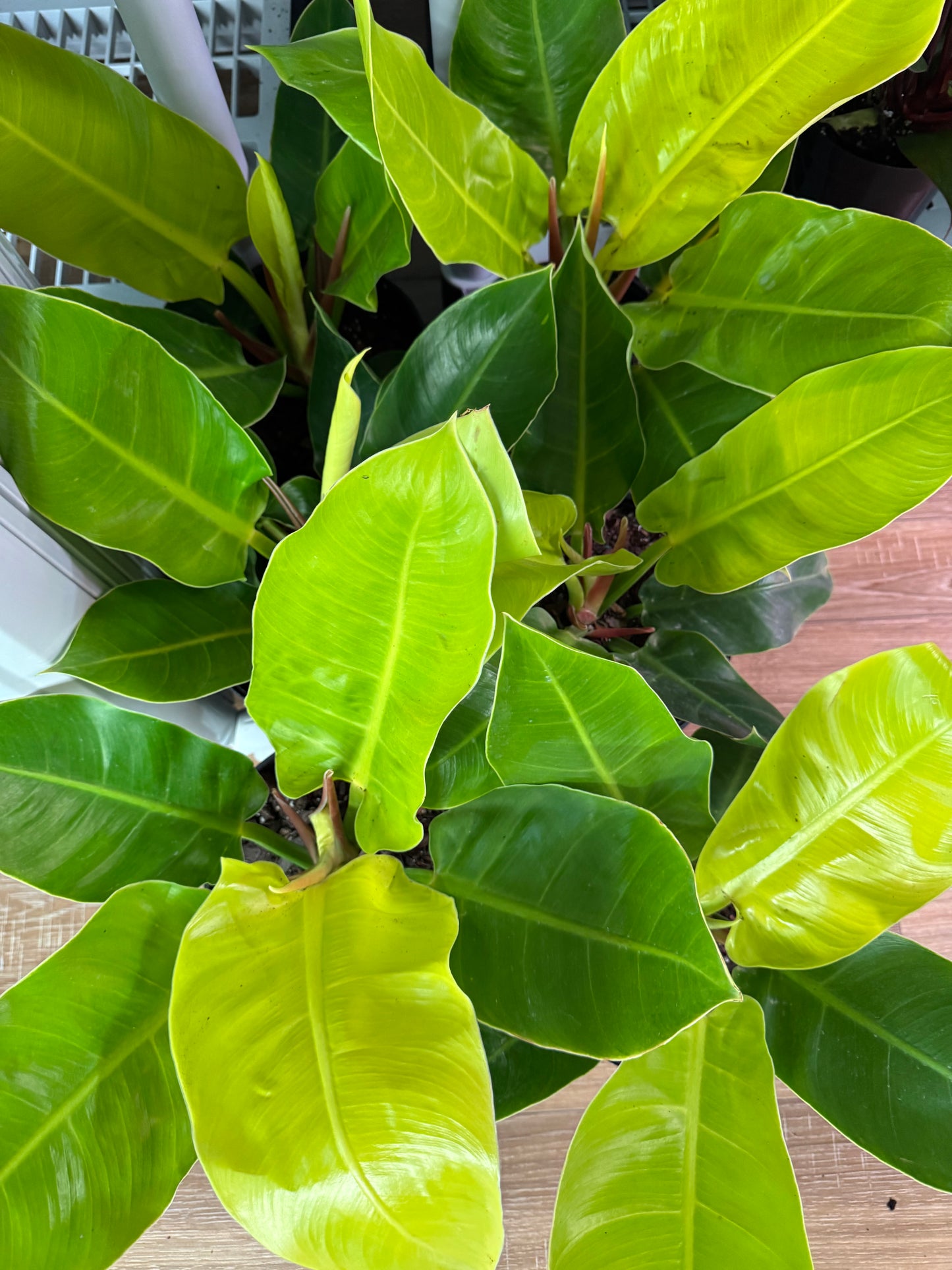 Philodendron Moonlight ā Bright Neon Foliage for a Bold Indoor Statement