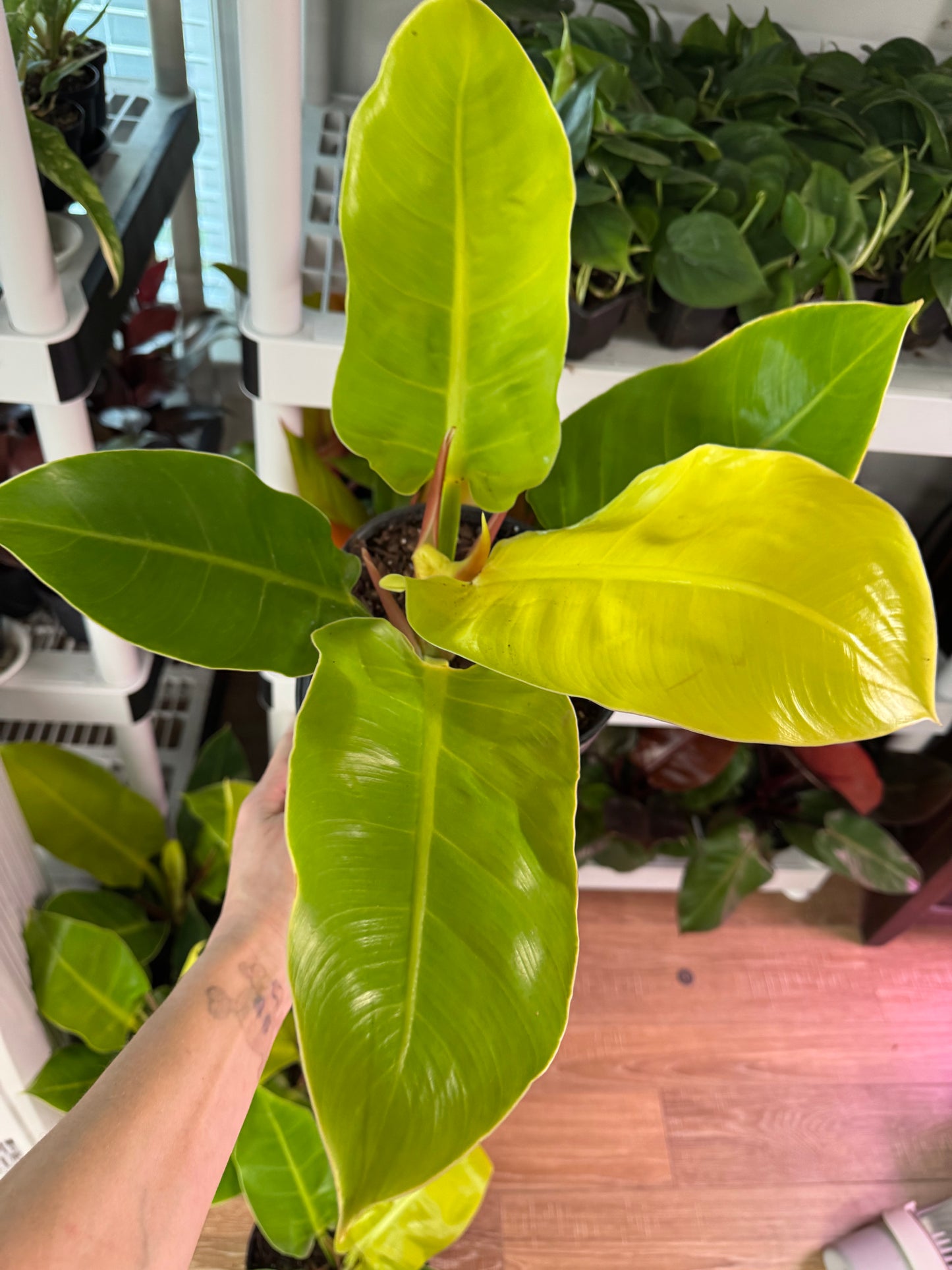 Philodendron Moonlight ā Bright Neon Foliage for a Bold Indoor Statement