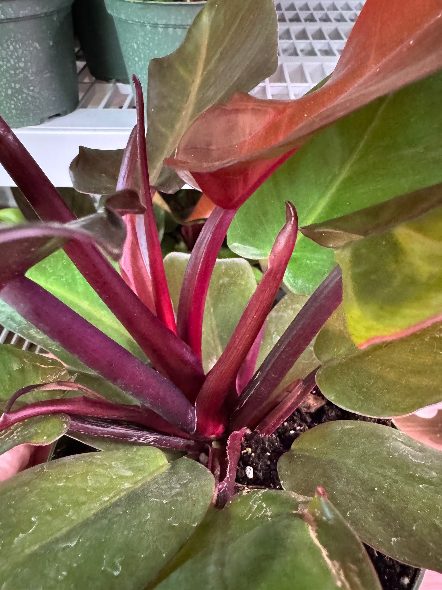 Philodendron Sun Red β Vibrant New Growth in Fiery Red Tones