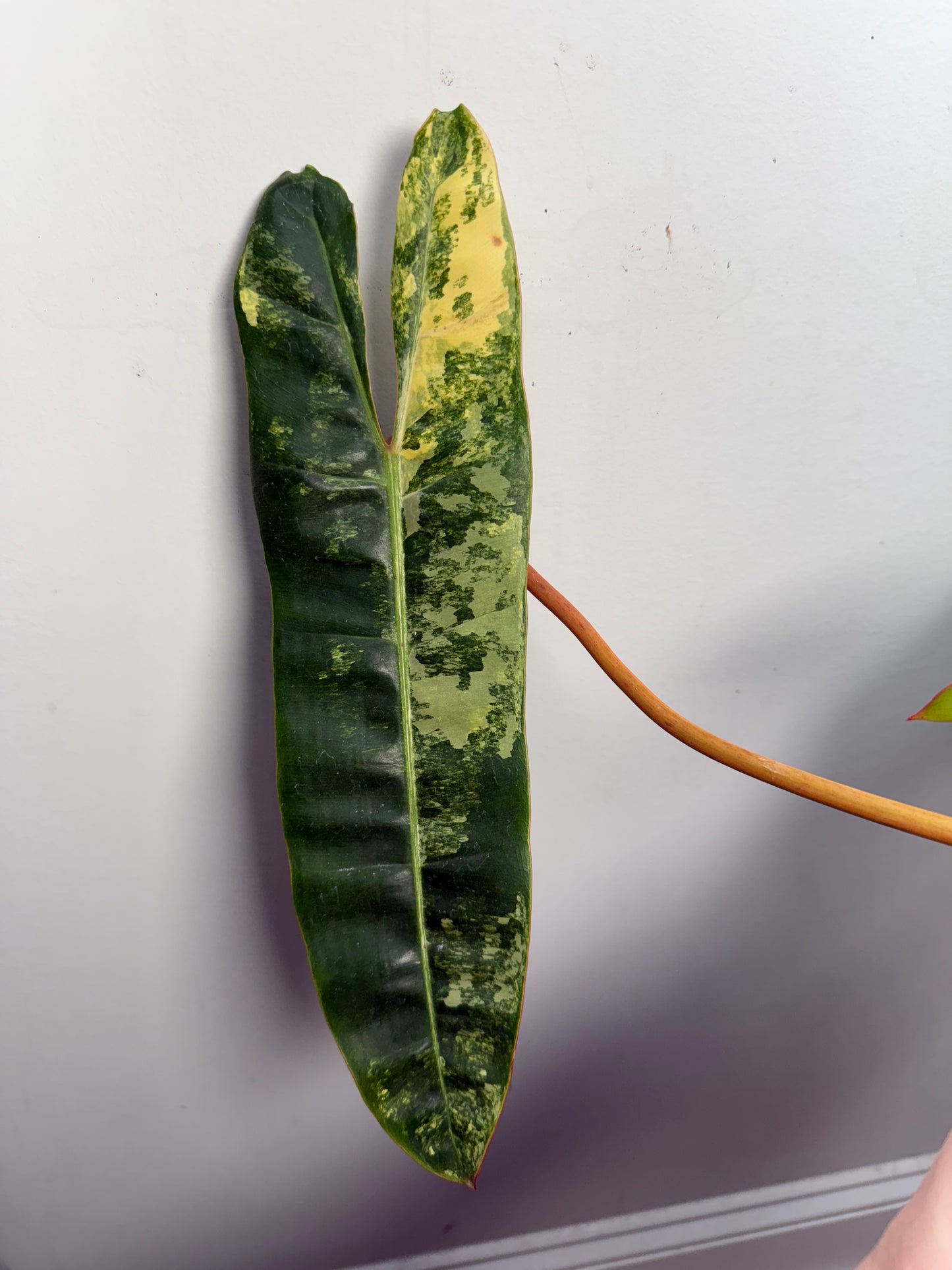 Philodendron Variegated Billietiae – Rare Aroid with Stunning Marbled Foliage