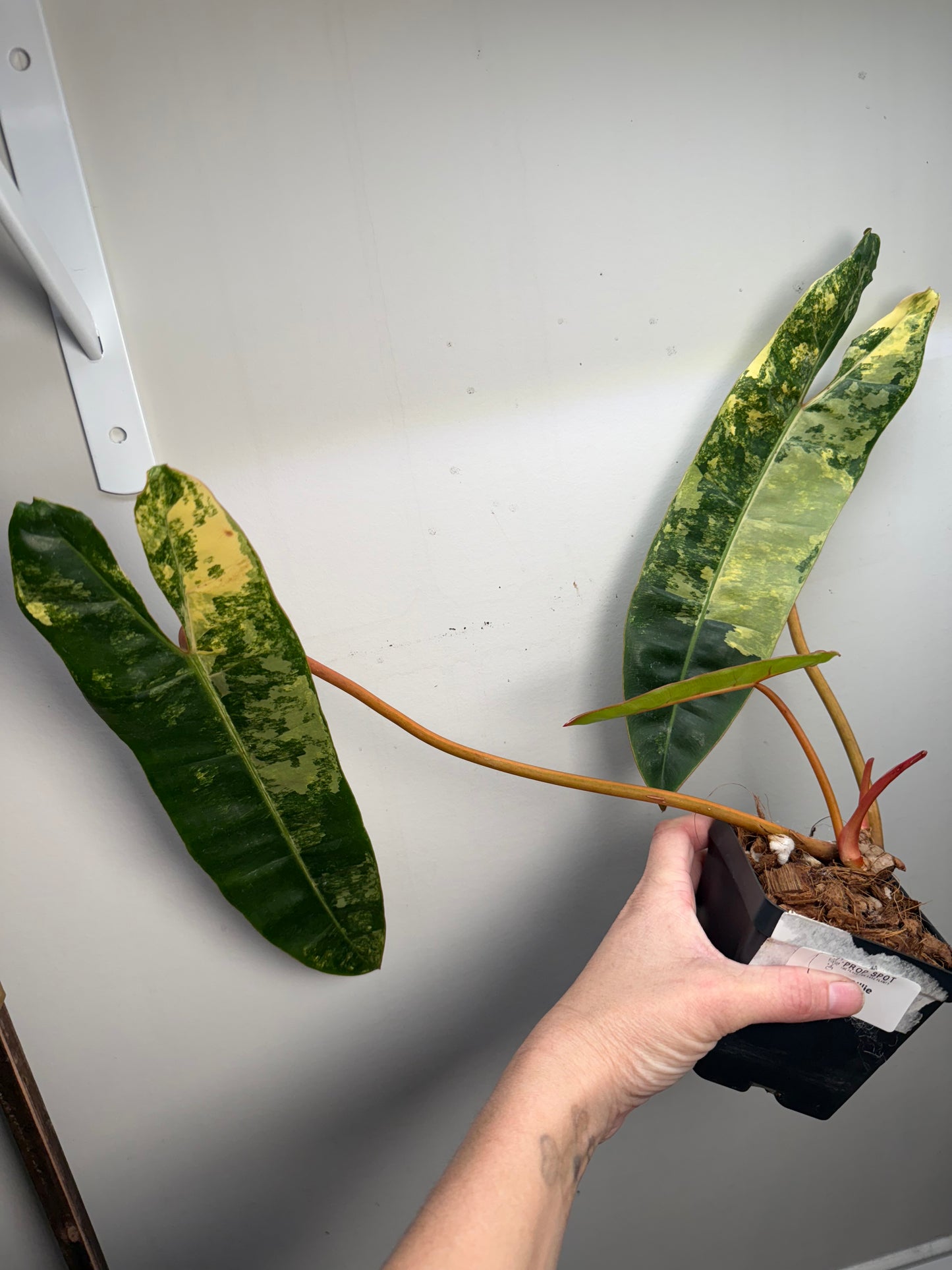 Philodendron Variegated Billietiae – Rare Aroid with Stunning Marbled Foliage