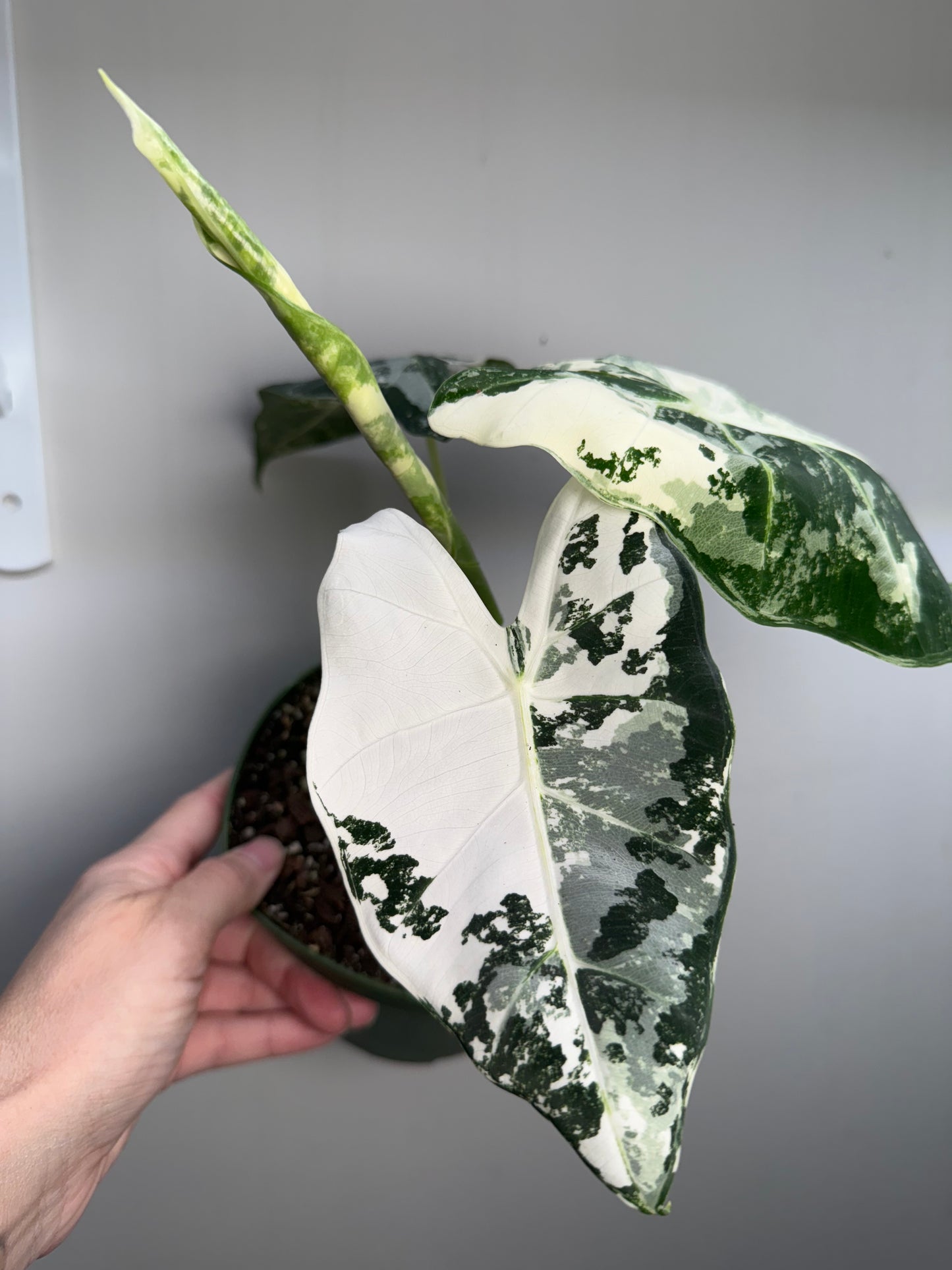 Alocasia Variegated Frydek β Stunning Variegated Elephant Ear Plant
