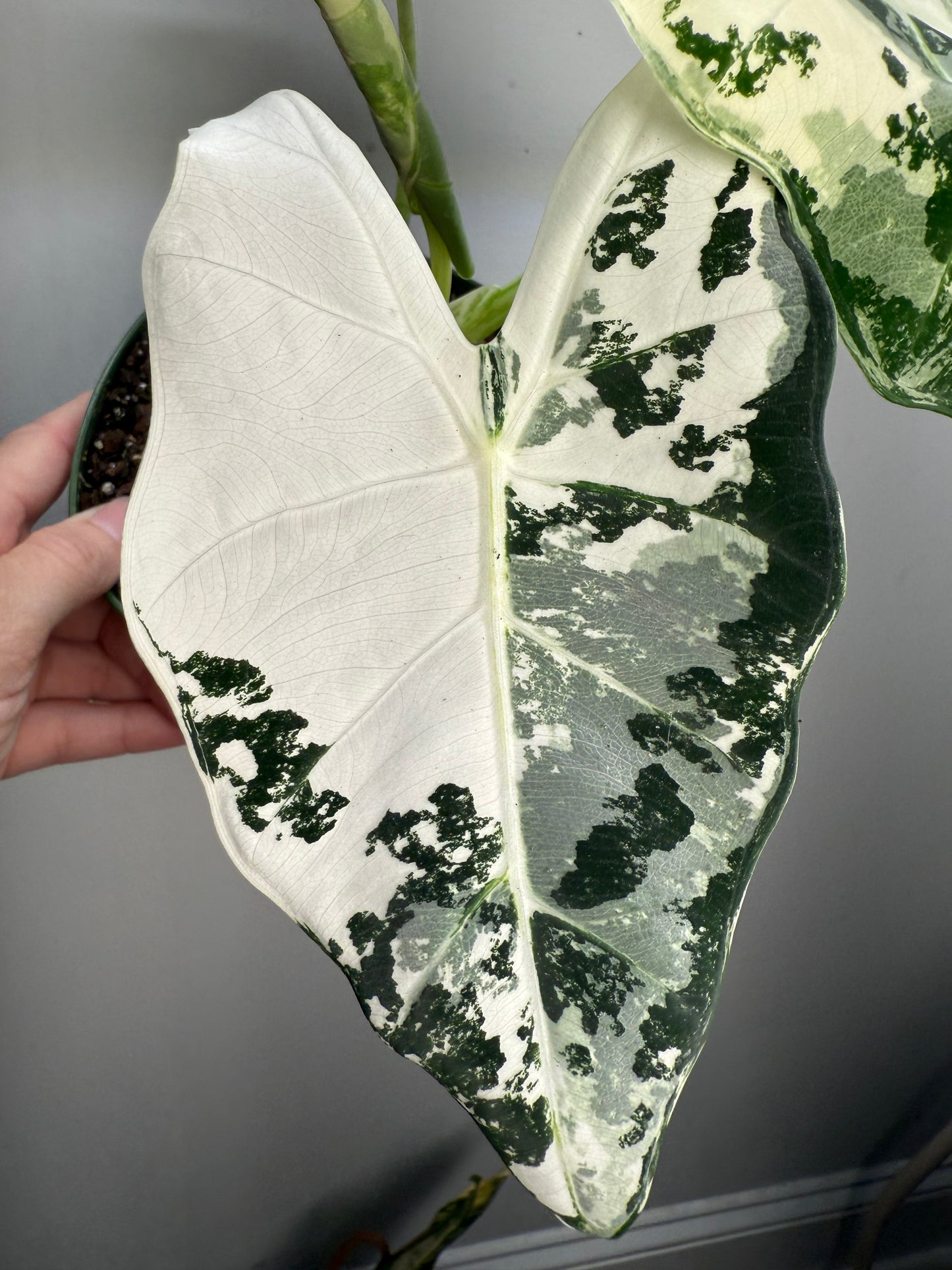 Alocasia Variegated Frydek β Stunning Variegated Elephant Ear Plant
