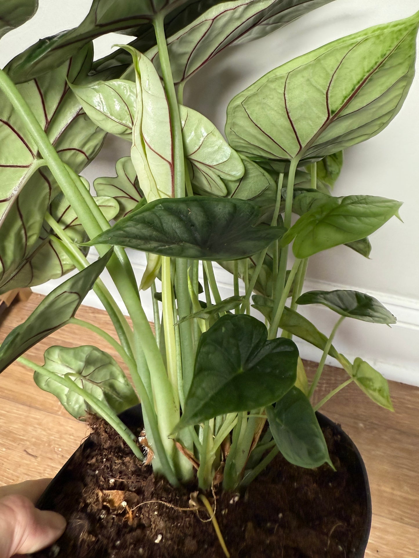 Alocasia Dragon Scale ā Exotic Foliage with Mythical Texture