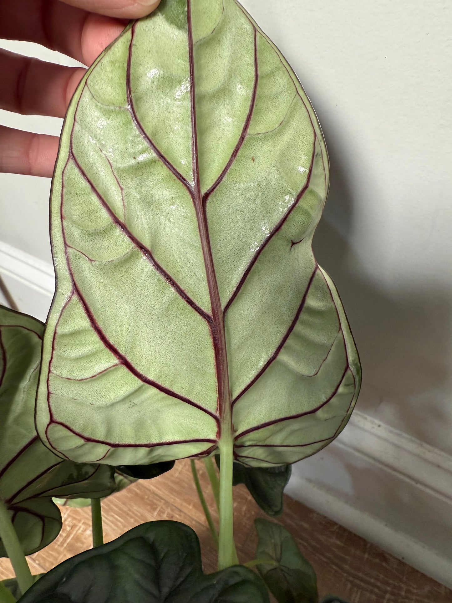 Alocasia Dragon Scale ā Exotic Foliage with Mythical Texture