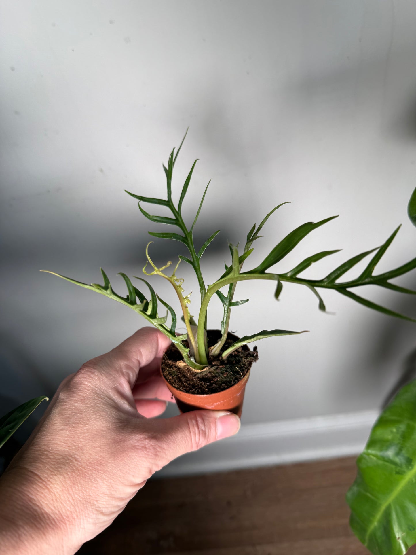 Philodendron Tortum – Rare Tropical Climber with Unique Spiky Foliage | Indoor Statement Plant