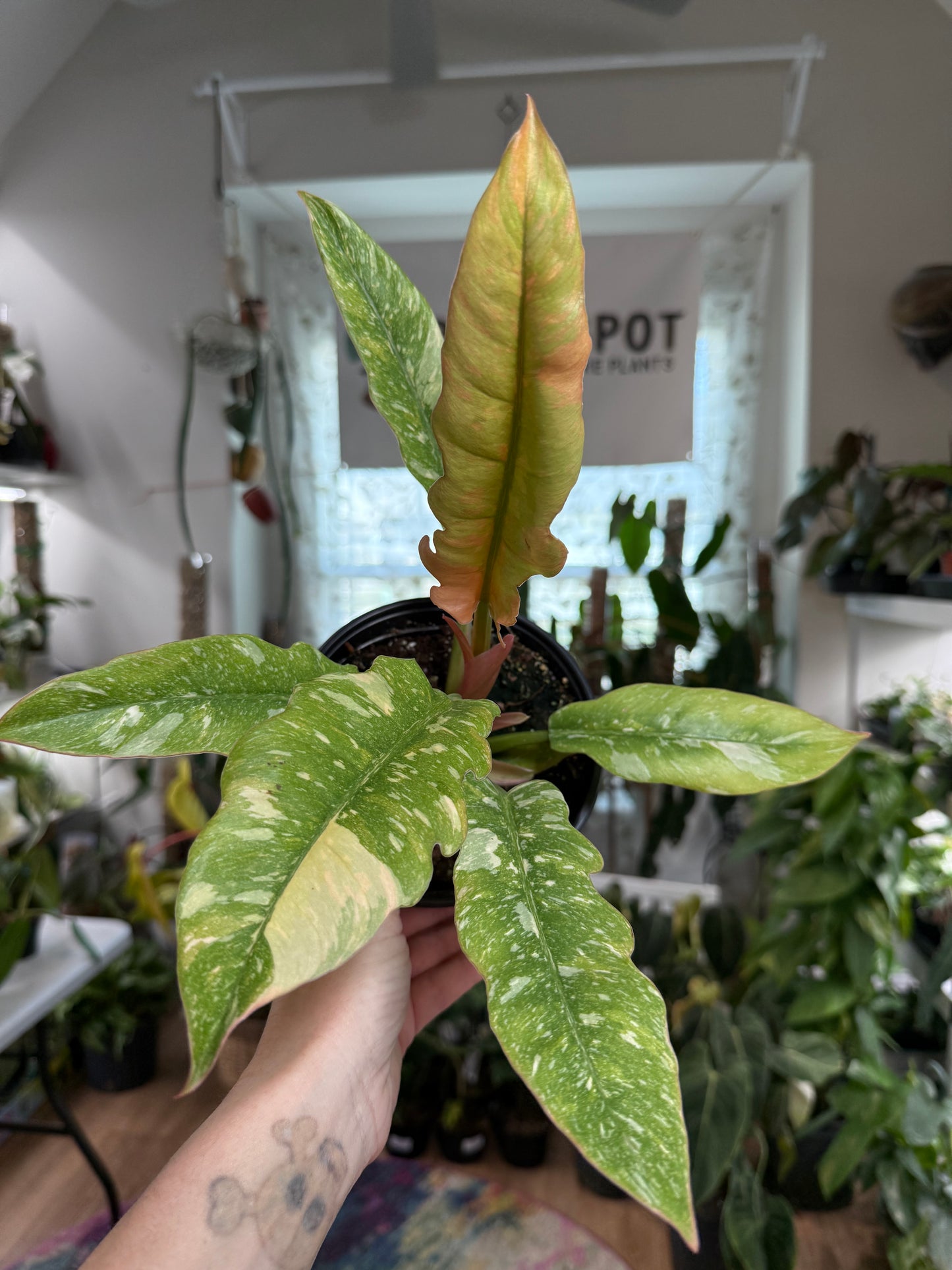 Philodendron Ring of Fire – Vibrant Variegated Aroid with Fiery Colors