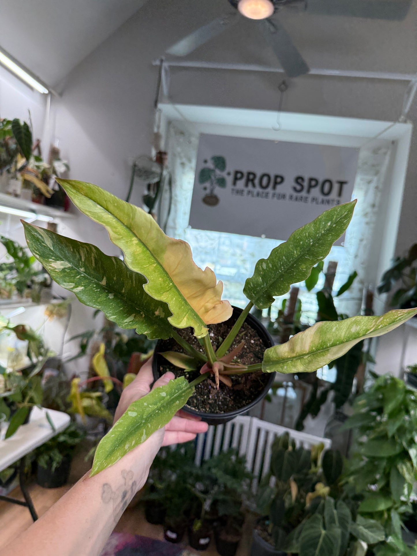 Philodendron Ring of Fire – Vibrant Variegated Aroid with Fiery Colors