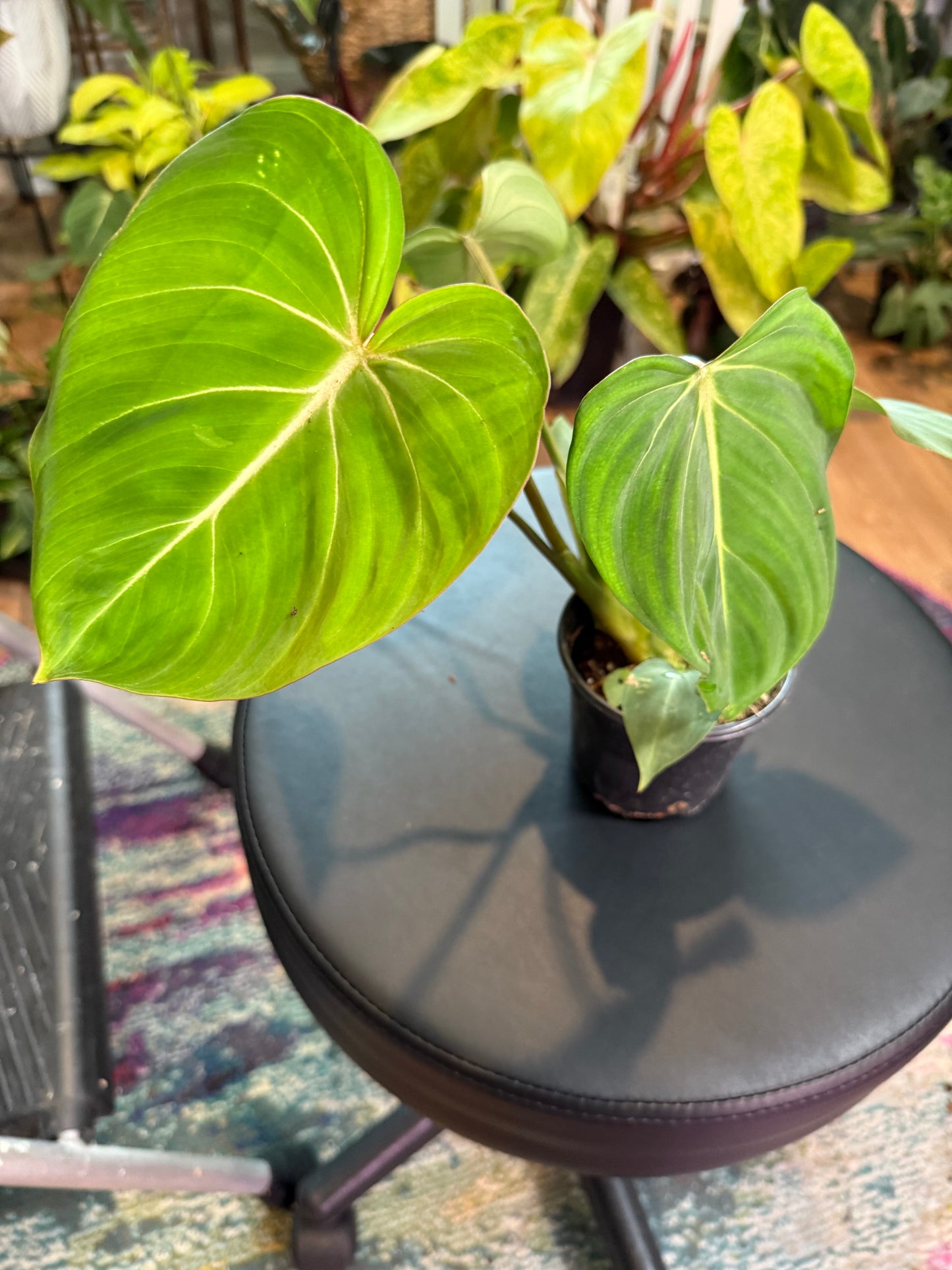 Philodendron Gloriousum – Rare Aroid with Velvety, Veined Leaves | Easy Indoor Plant