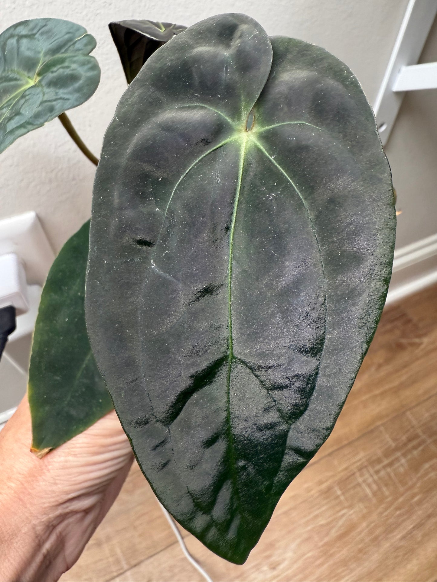 Anthurium (Black Widow x Michelle) × Papillilaminum 'Trop 10' – Ultra-Rare Hybrid Aroid for Serious Collectors