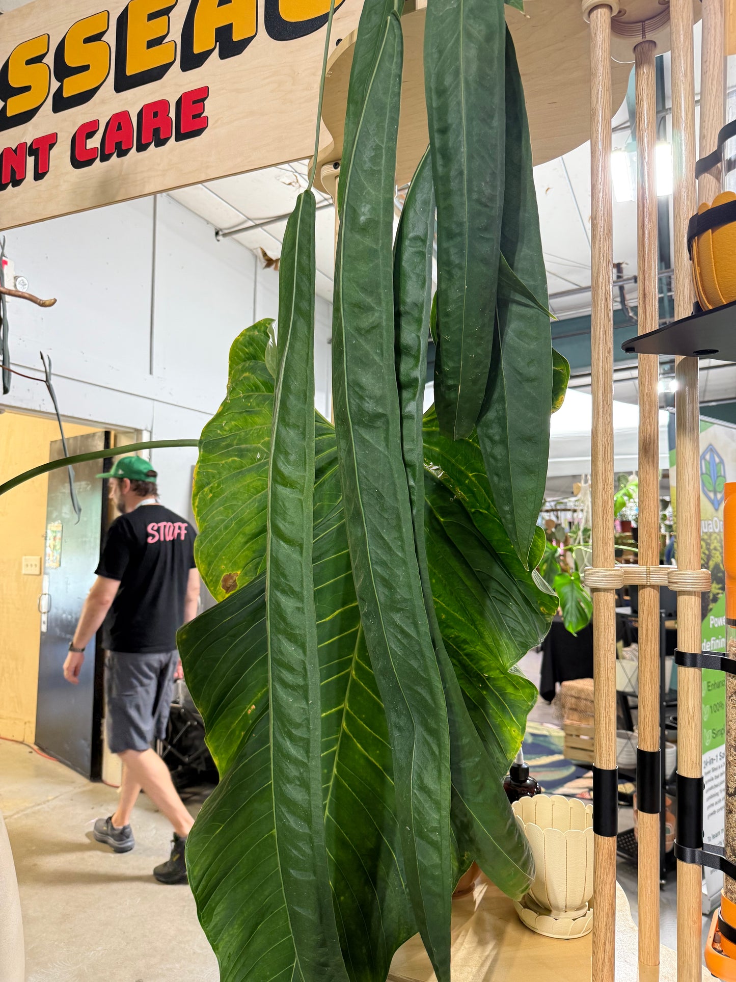 Anthurium wendlingeri – The Tropical Waterfall
