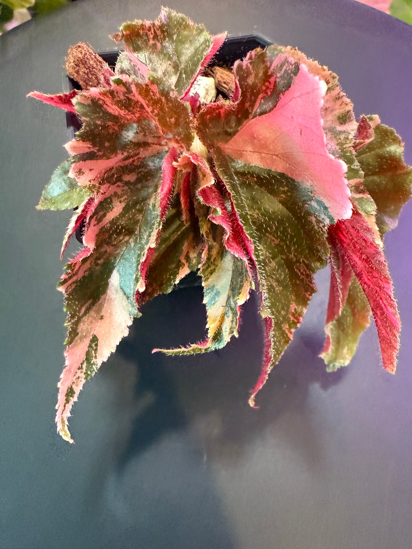 Begonia 'Ginny Galaxy' – A Celestial Splash of Color