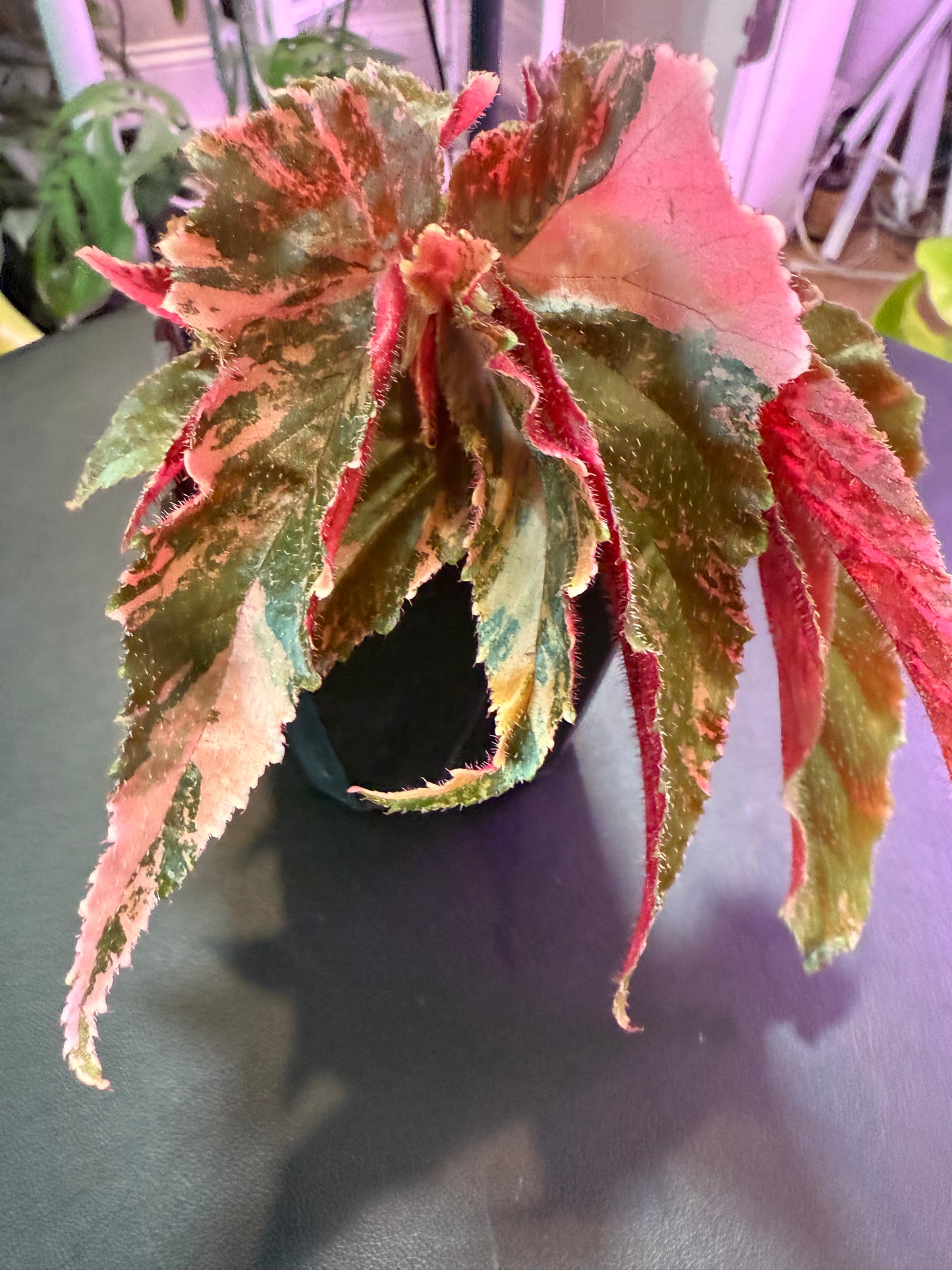 Begonia 'Ginny Galaxy' – A Celestial Splash of Color