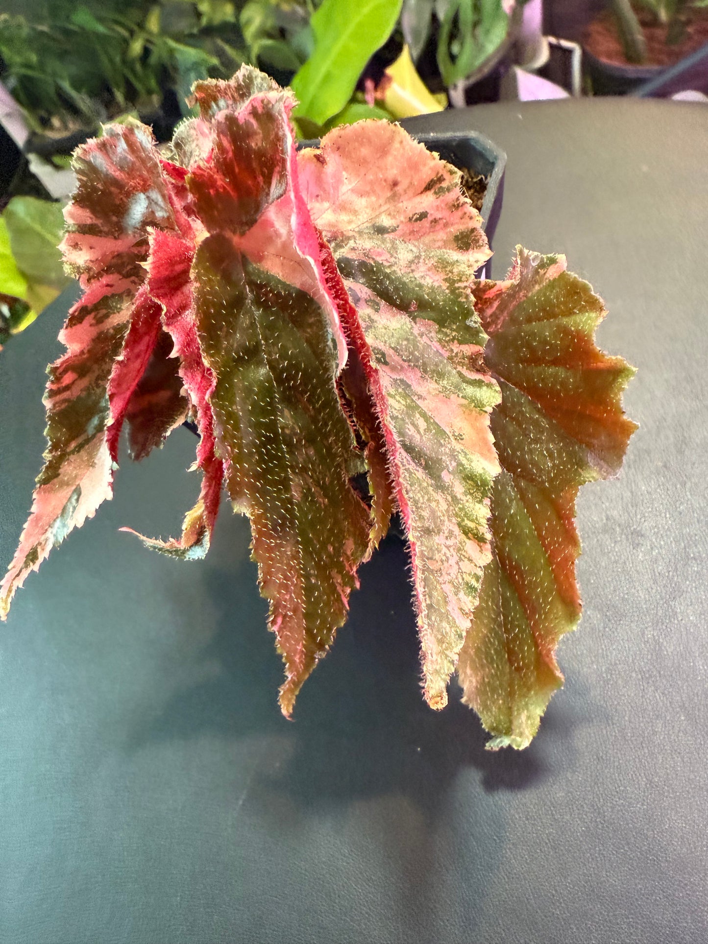 Begonia 'Ginny Galaxy' – A Celestial Splash of Color