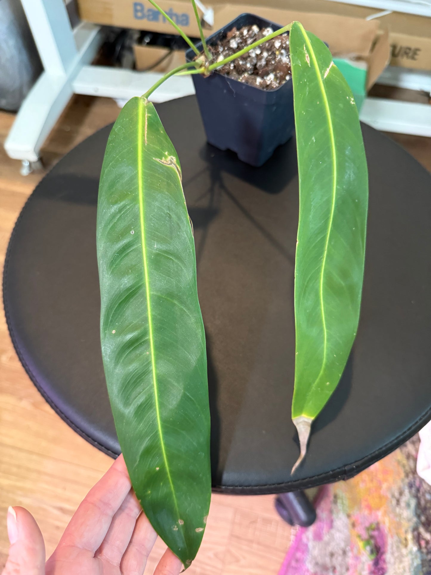Philodendron patriciae – A Collector’s Dream