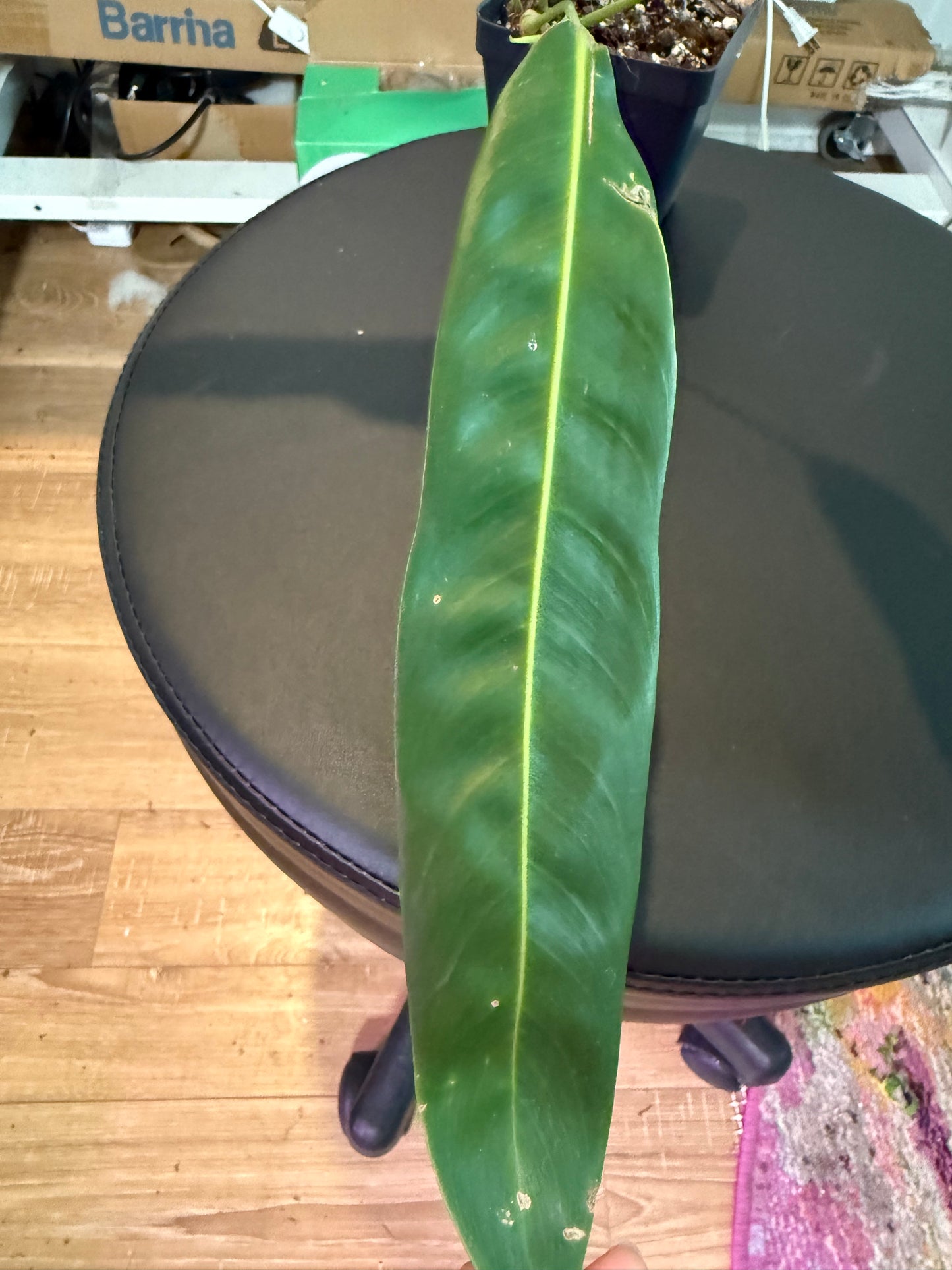 Philodendron patriciae – A Collector’s Dream