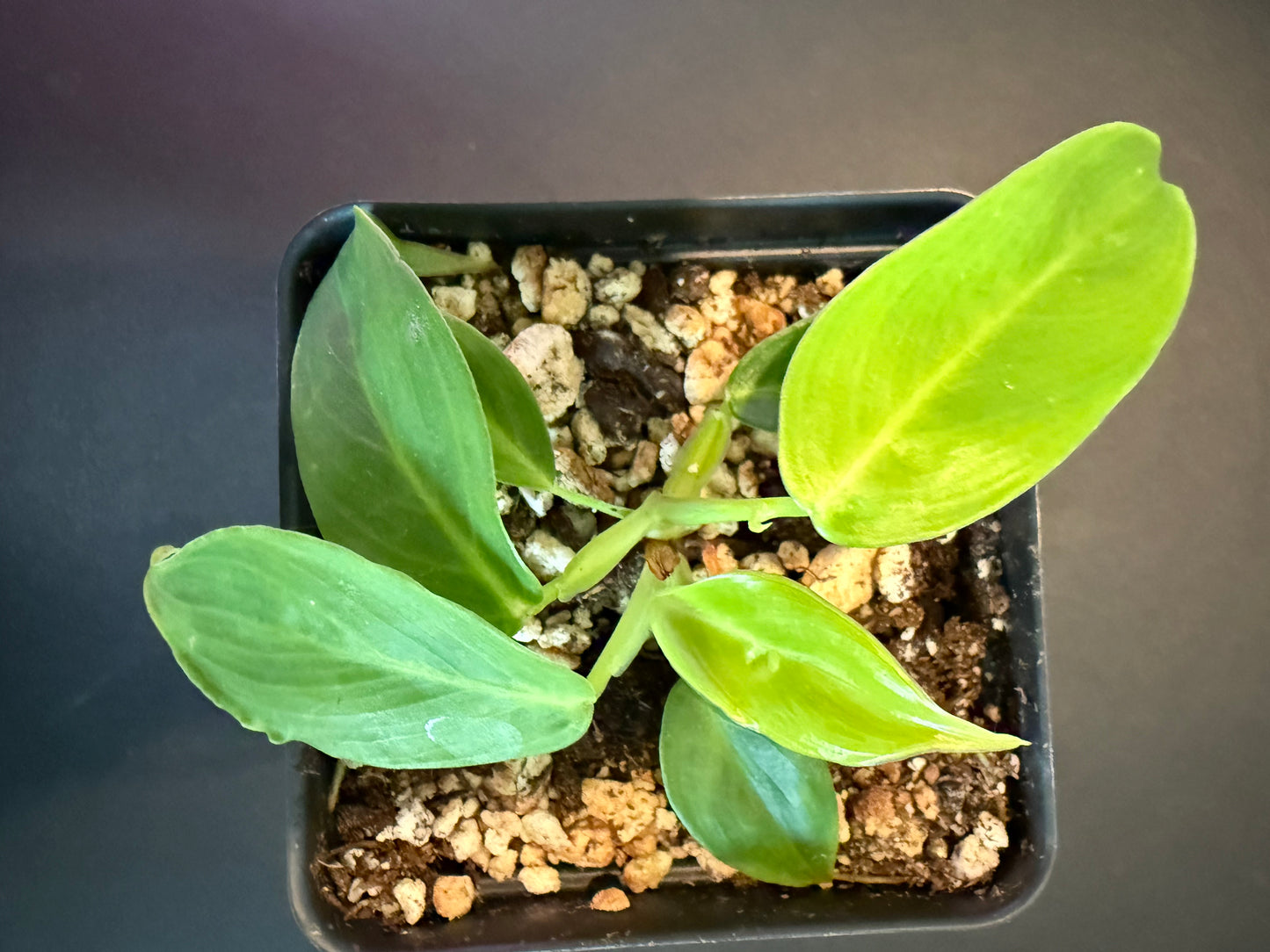 Philodendron patriciae – A Collector’s Dream