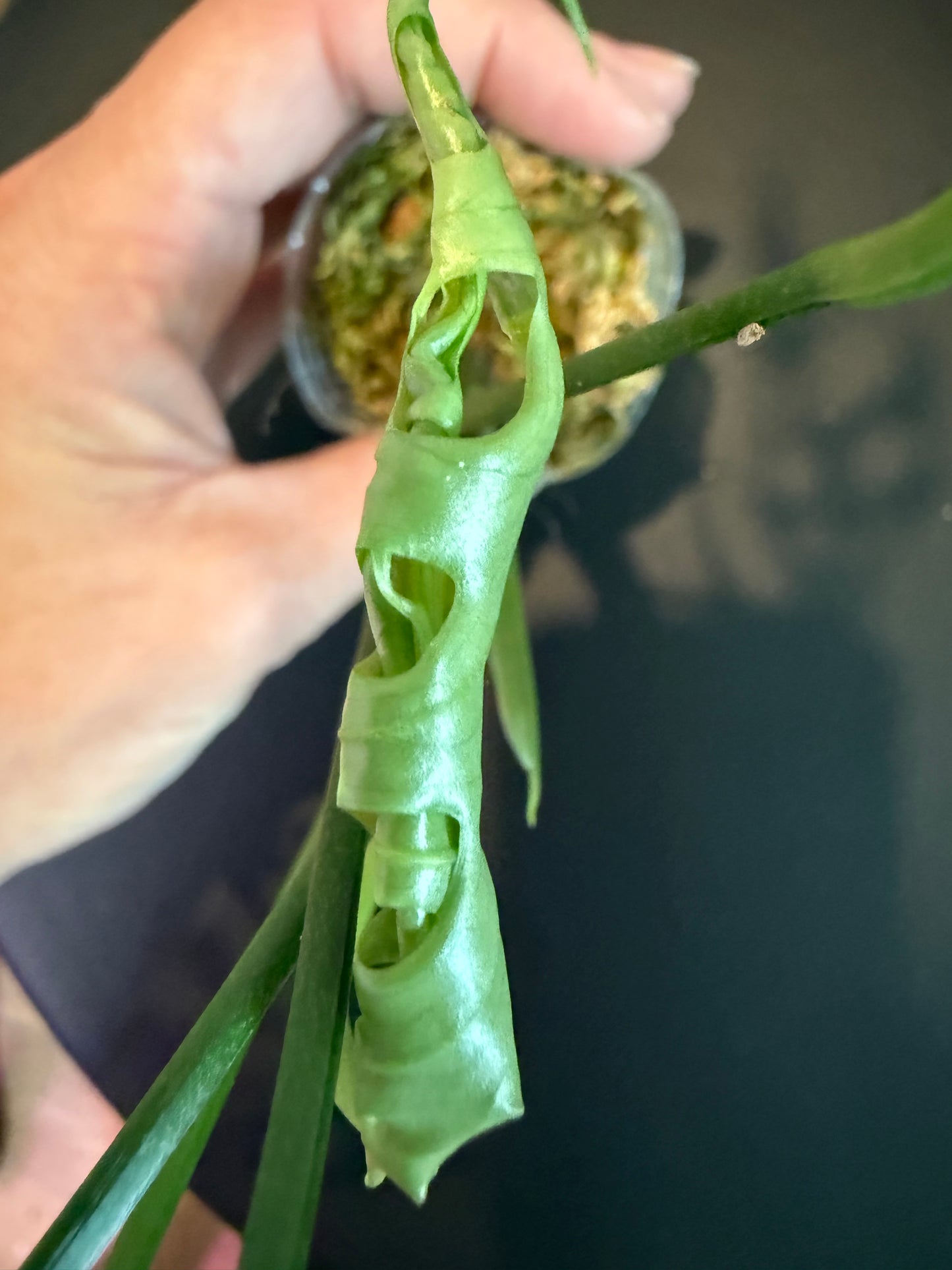 Monstera Obliqua Peru – Ultra-Rare Collector’s Gem