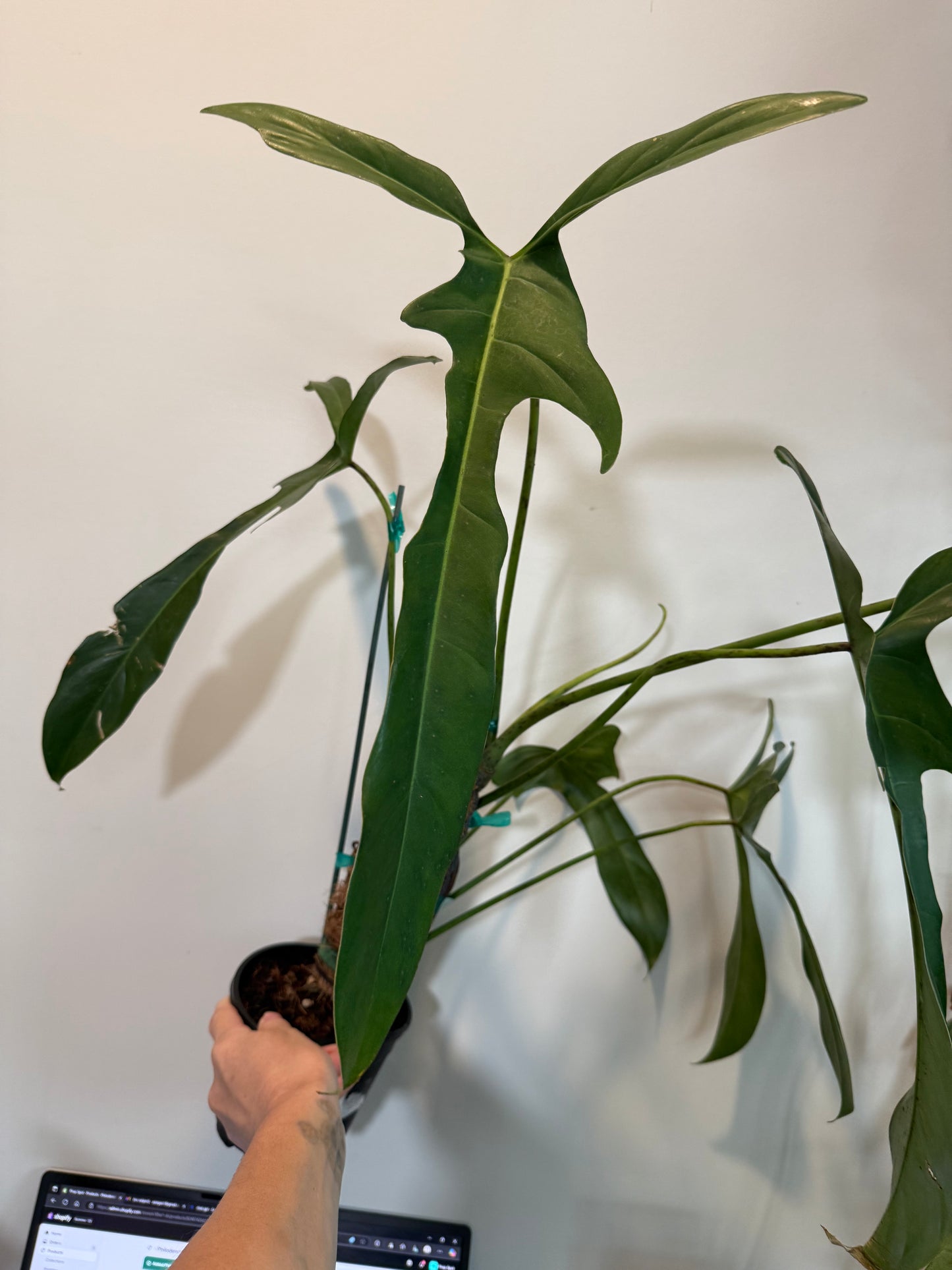 Philodendron Longilobatum β Exotic Aroid with Elegant Lobed Leaves