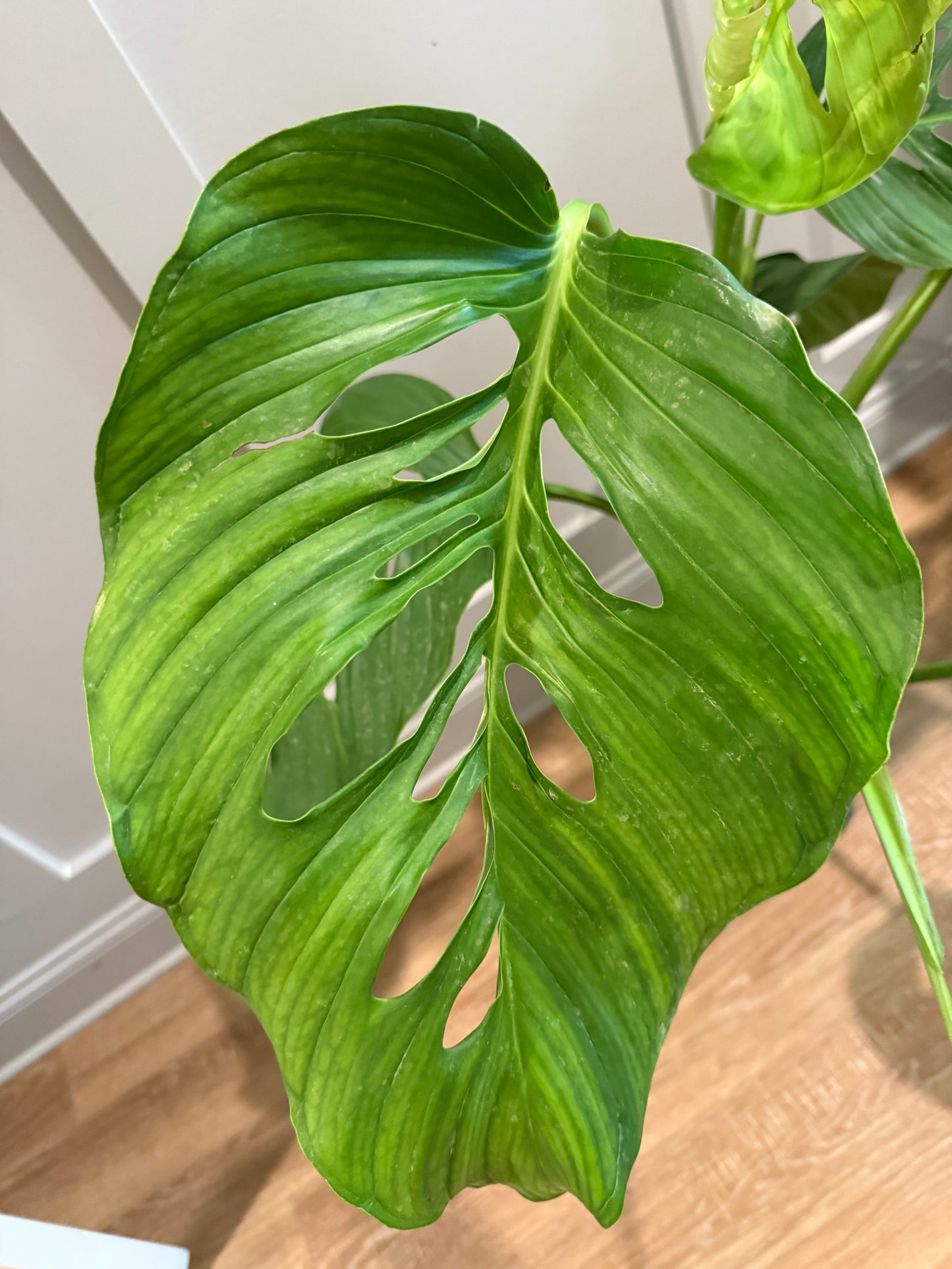 Monstera lechleriana – Elegant Simplicity with Tropical Charm