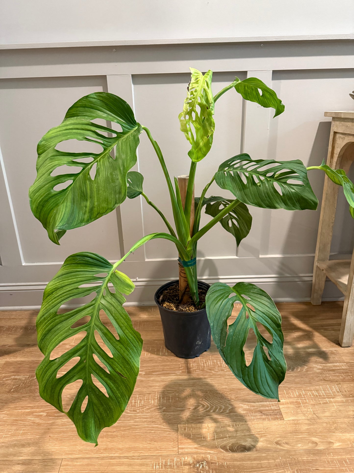 Monstera lechleriana – Elegant Simplicity with Tropical Charm