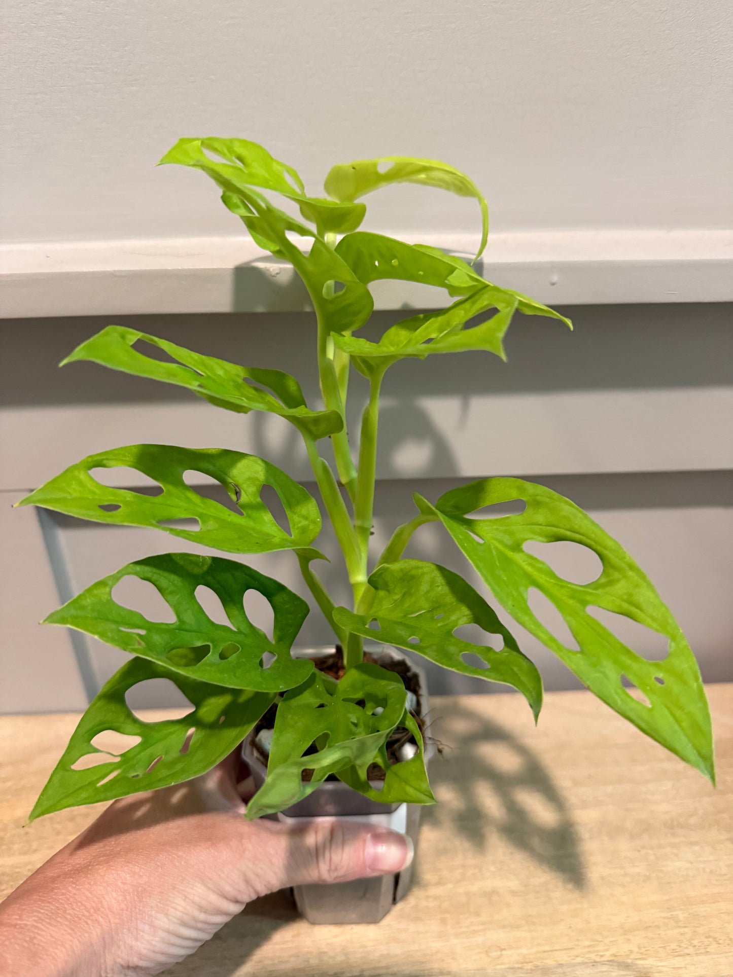 Monstera adansonii ‘Neon’ – A Vibrant Twist on a Classic