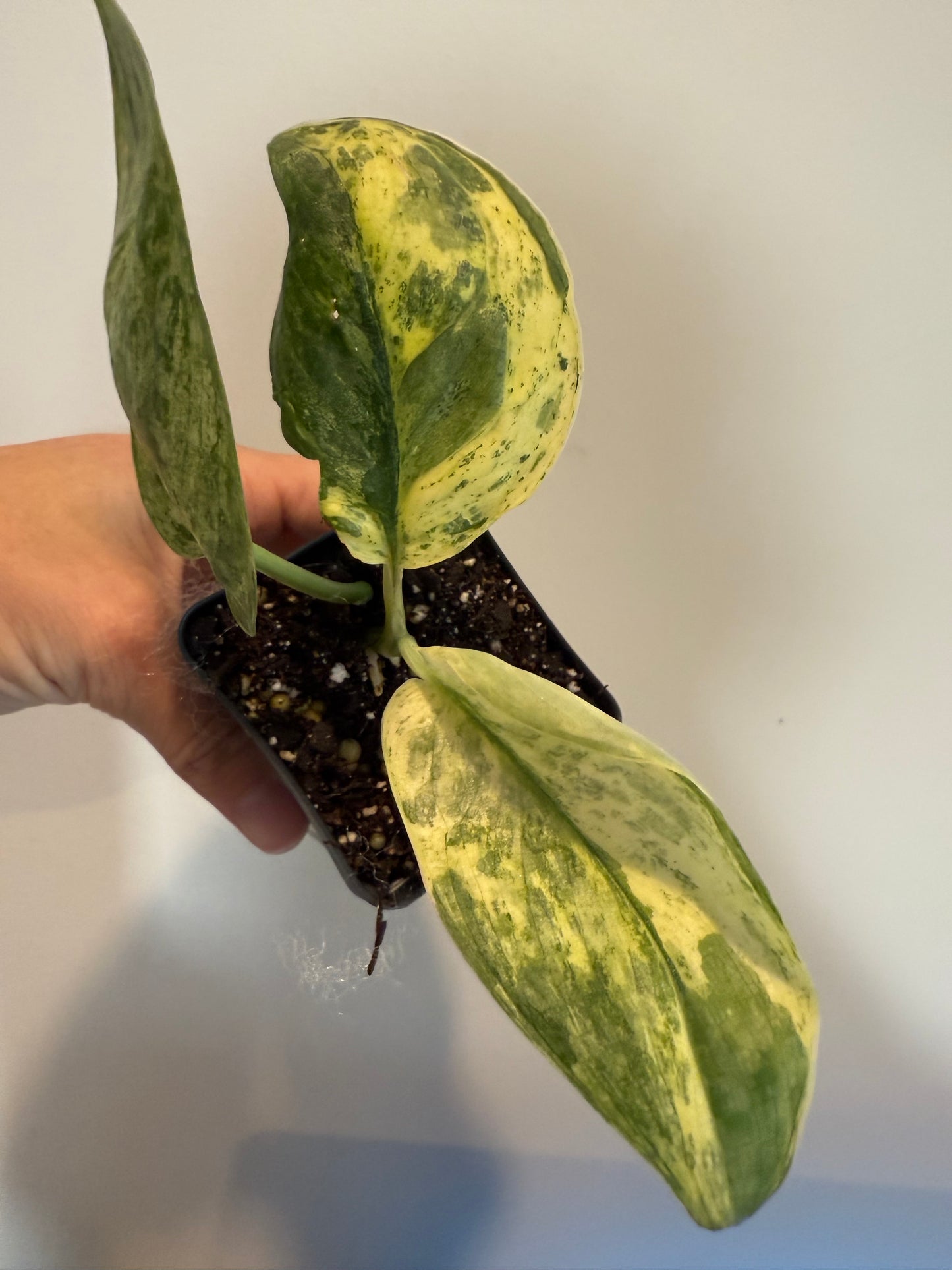 Scindapsus Halimoon – Rare Variegated Trailing Plant for Collectors
