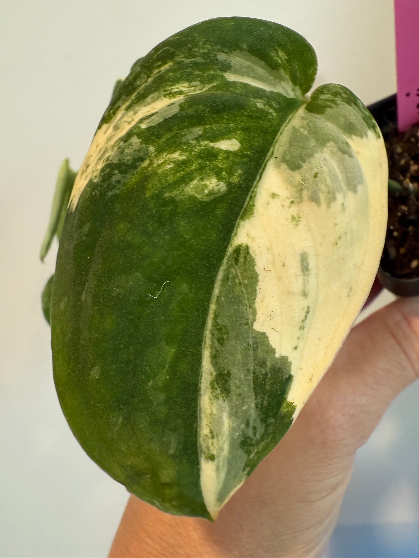 Scindapsus ‘Manguari’ – Rare Tropical Aroid Houseplant