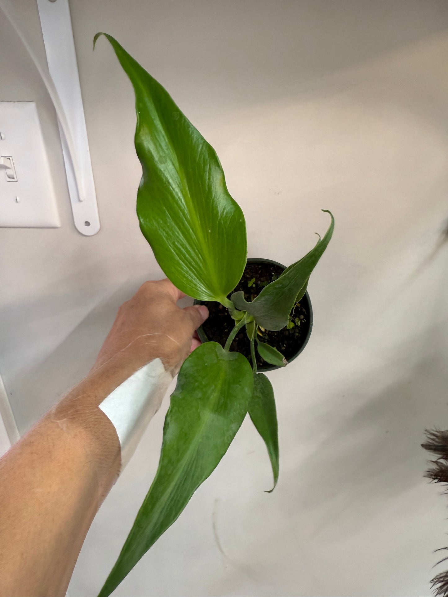 Philodendron Burle Marx Flame
