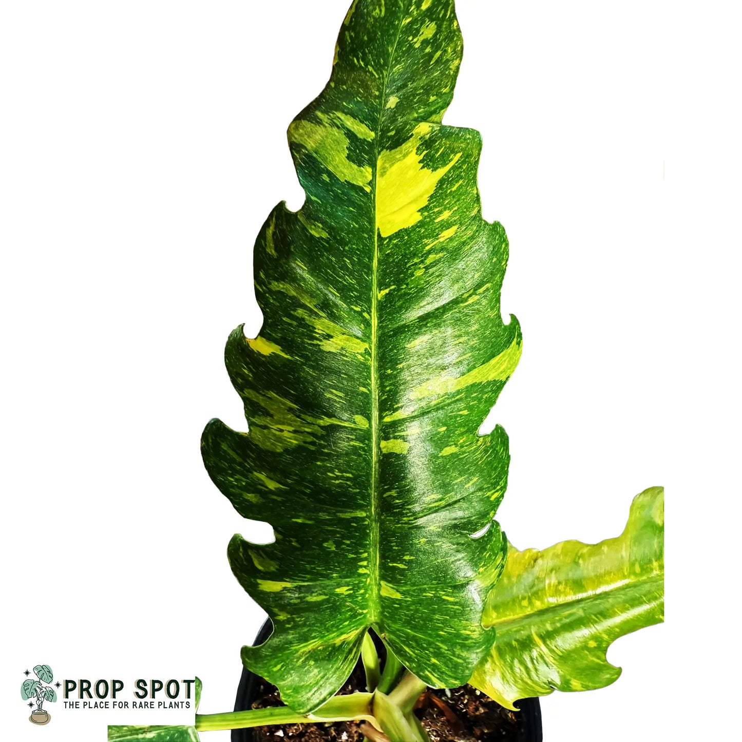 Philodendron Ring of Fire – Vibrant Variegated Aroid with Fiery Colors