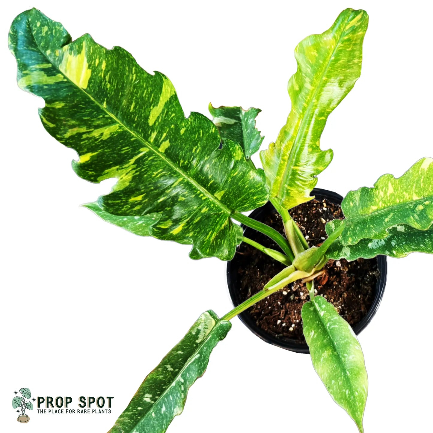 Philodendron Ring of Fire – Vibrant Variegated Aroid with Fiery Colors