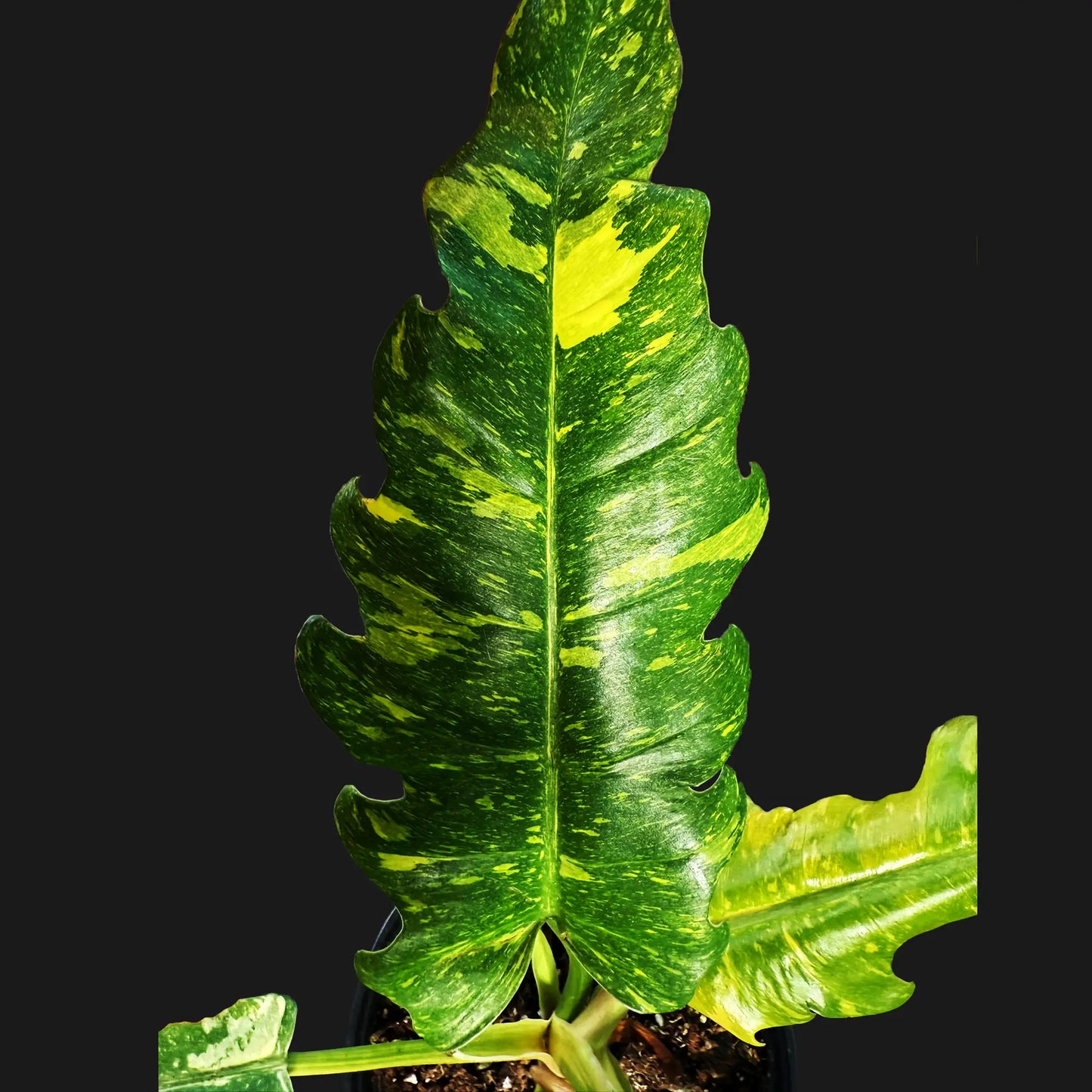 Philodendron Ring of Fire – Vibrant Variegated Aroid with Fiery Colors