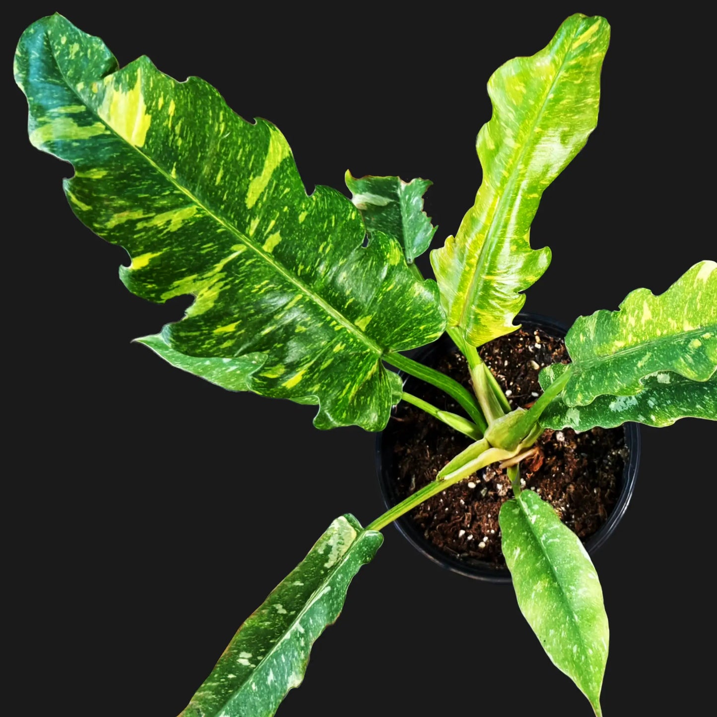 Philodendron Ring of Fire – Vibrant Variegated Aroid with Fiery Colors