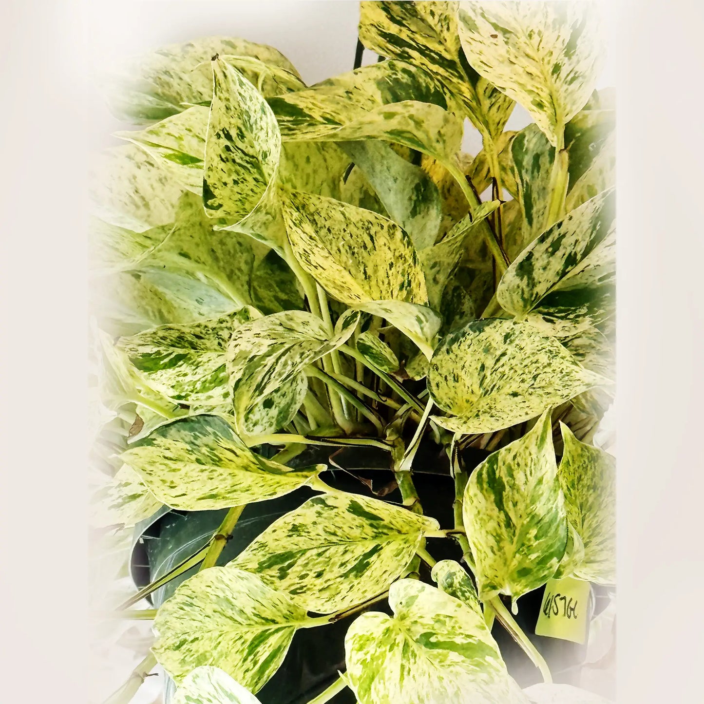 Pothos Snow Queen – Variegated Trailing Hanging Basket Plant