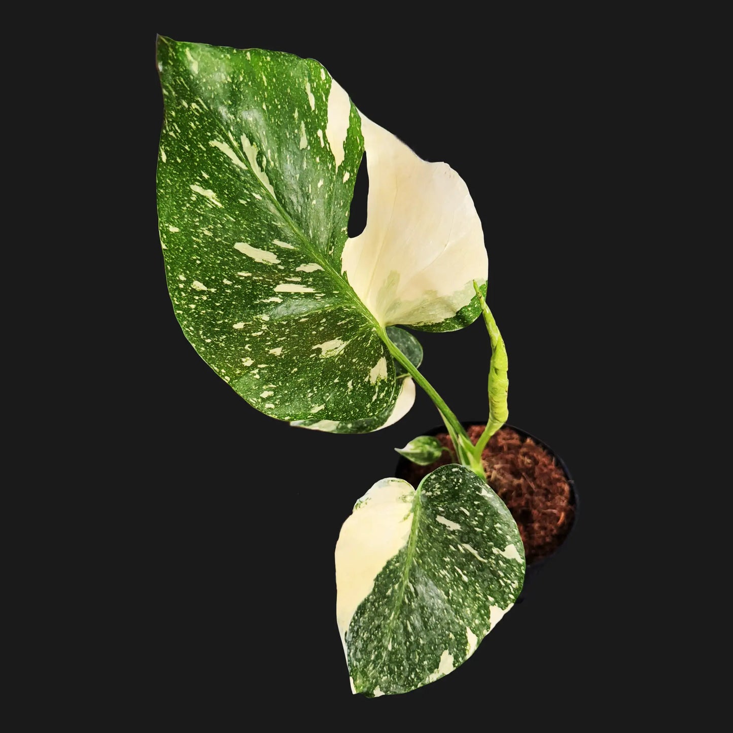 Monstera Thai Constellation – Rare Variegated Tropical Houseplant